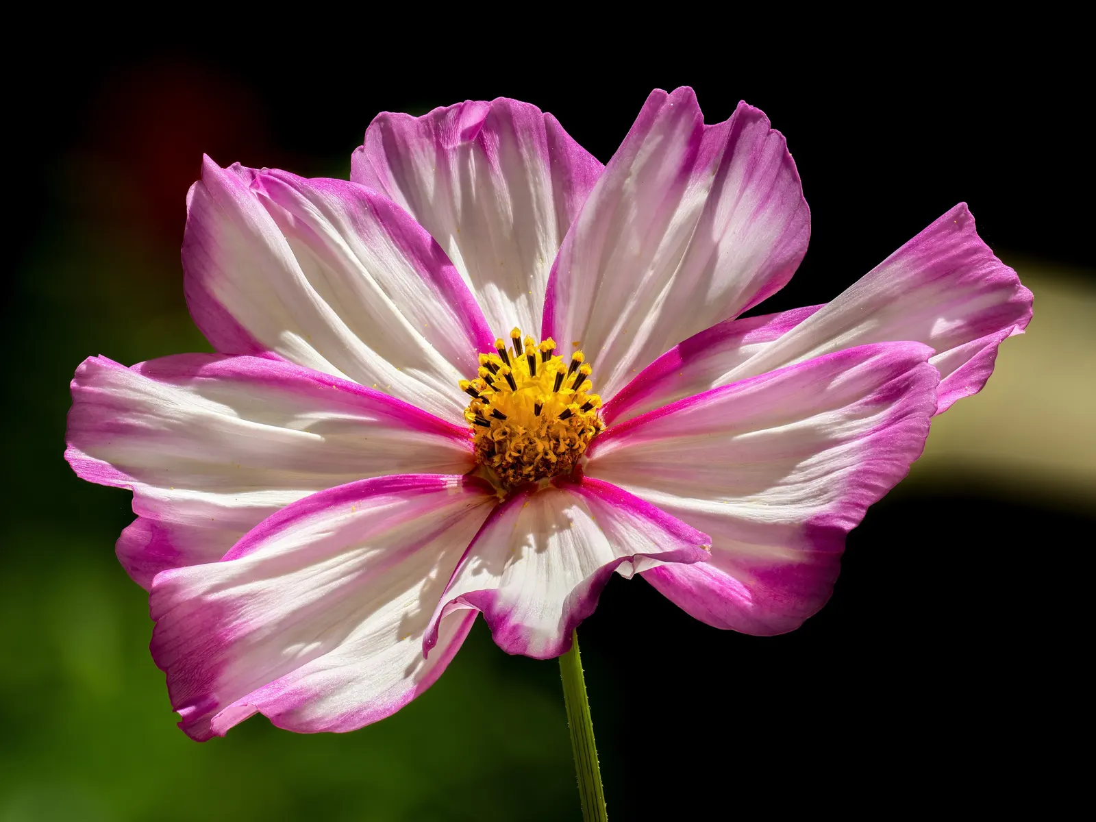 Annual Cosmos (Cosmos Bipinnatus) — are a popular choice for adding vibrant color and feathery textures to garden landscapes; they are quite, image 136