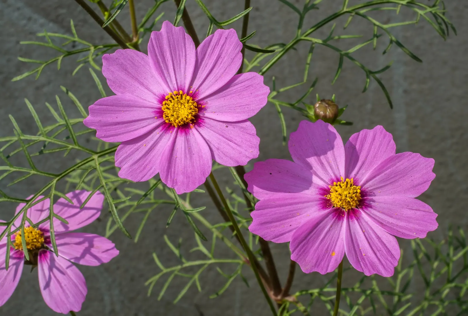 Annual Cosmos (Cosmos Bipinnatus) — It boasts feathery foliage and vibrant blossoms in shades of pink
