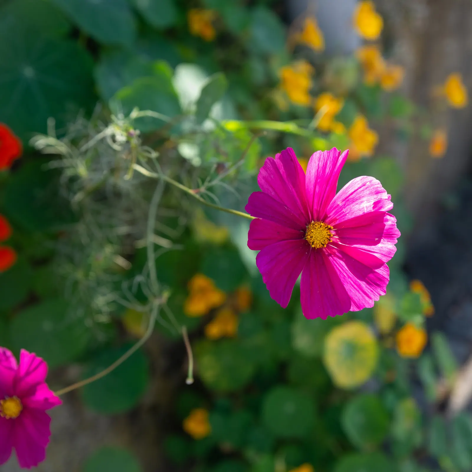 Annual Cosmos (Cosmos Bipinnatus) — They are not fussy about soil conditions and do well in average; it boasts feathery foliage and vibrant blossoms in shades