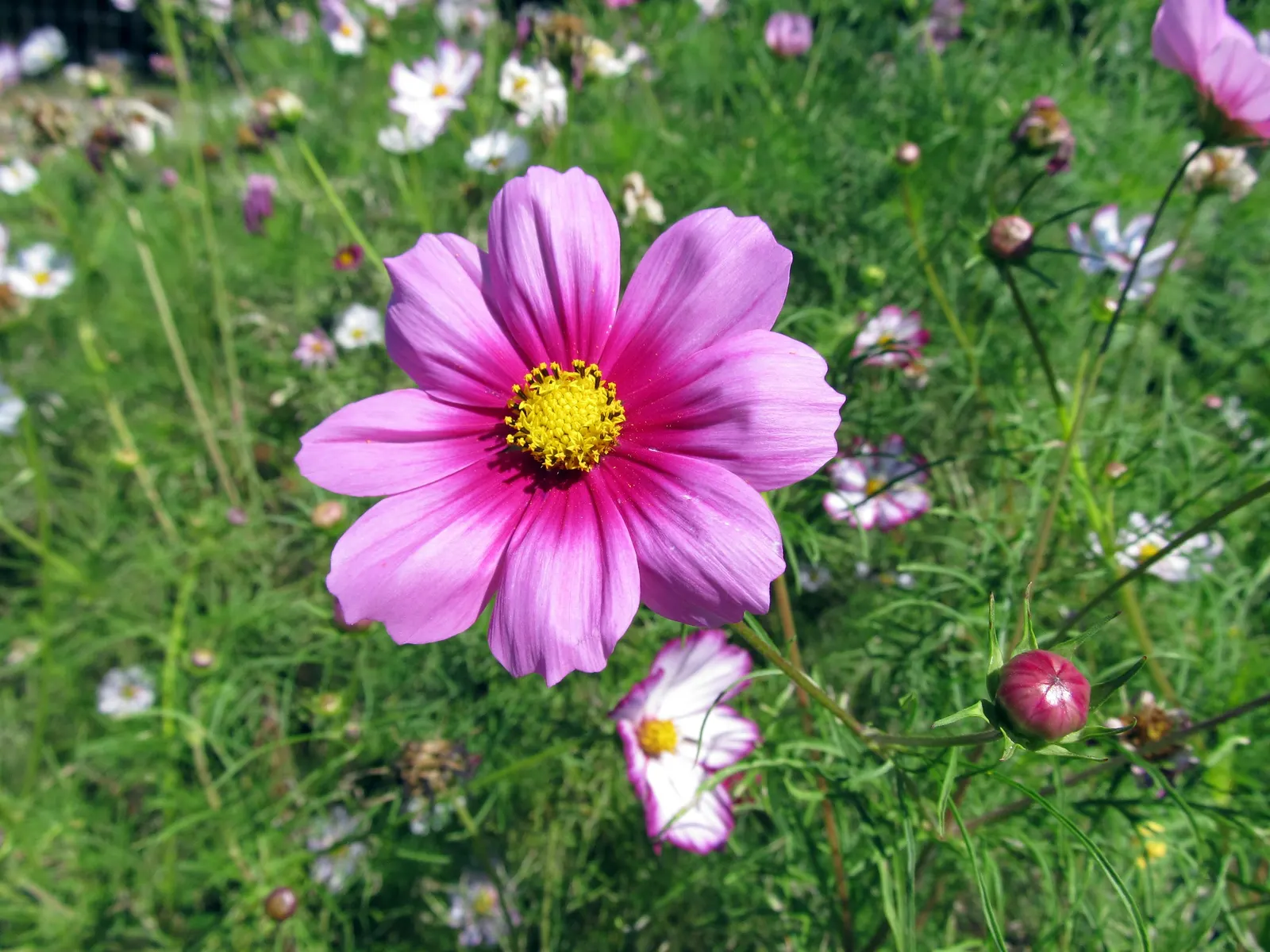 Annual Cosmos (Cosmos Bipinnatus) — These charming blooms measure approximately 2 to 4 inches across and display a merry array of hues; and, image 143
