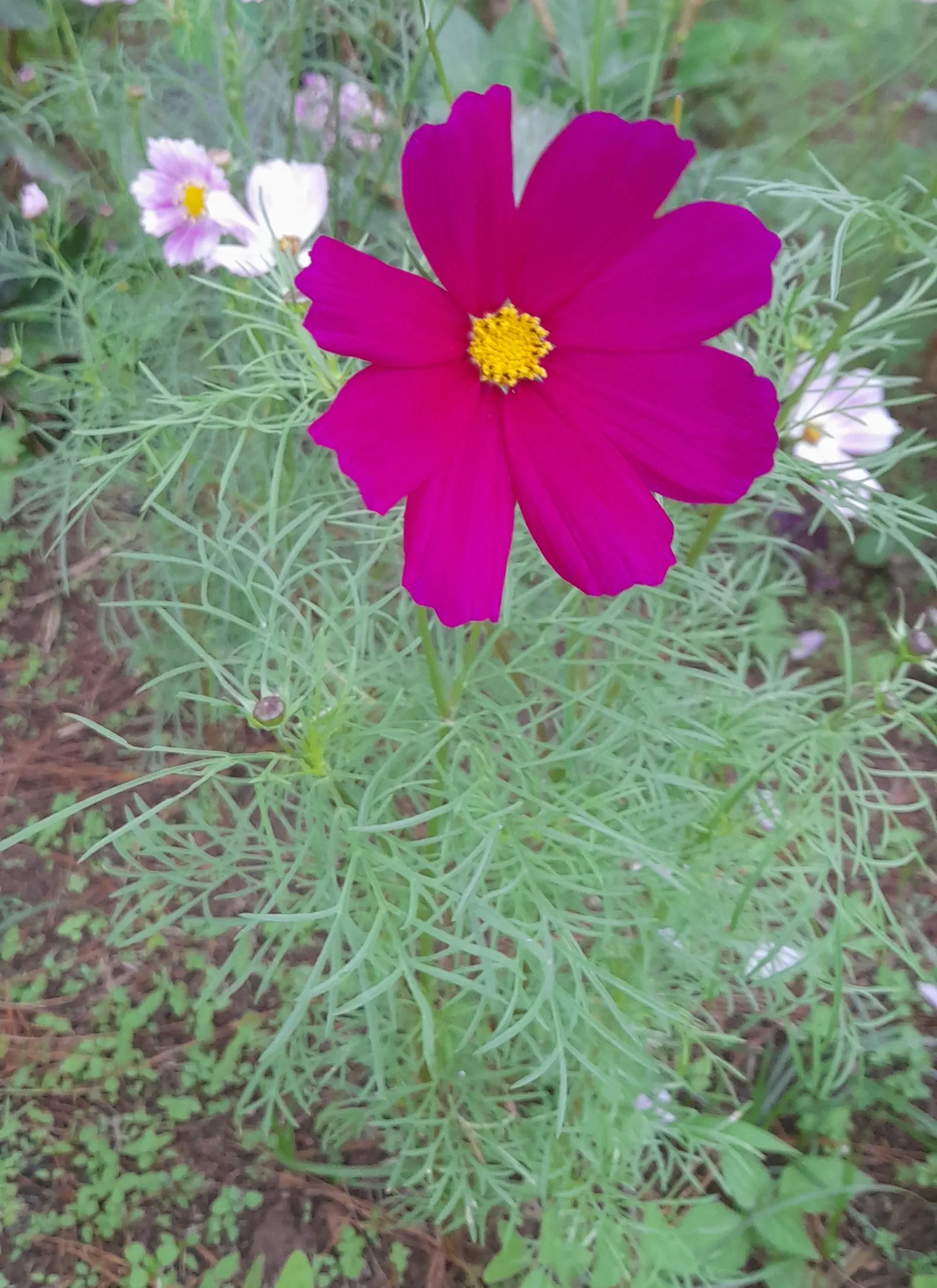 Annual Cosmos (Cosmos Bipinnatus) — Cosmos bipinnatus, known as Annual Cosmos, is an eye-catching flowering plant; blooms measure about 2-4 inches, image 97