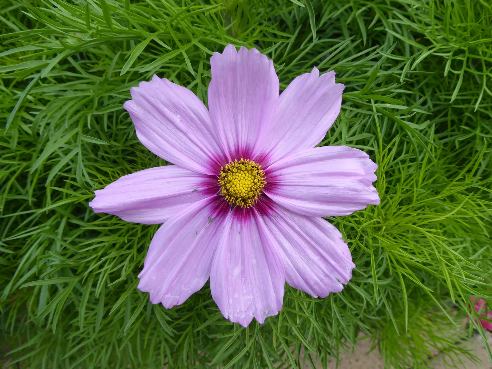 Annual Cosmos (Cosmos Bipinnatus) — with widths spanning from 1 to 2 feet; and red atop slender stems reaching 2-4 feet in height