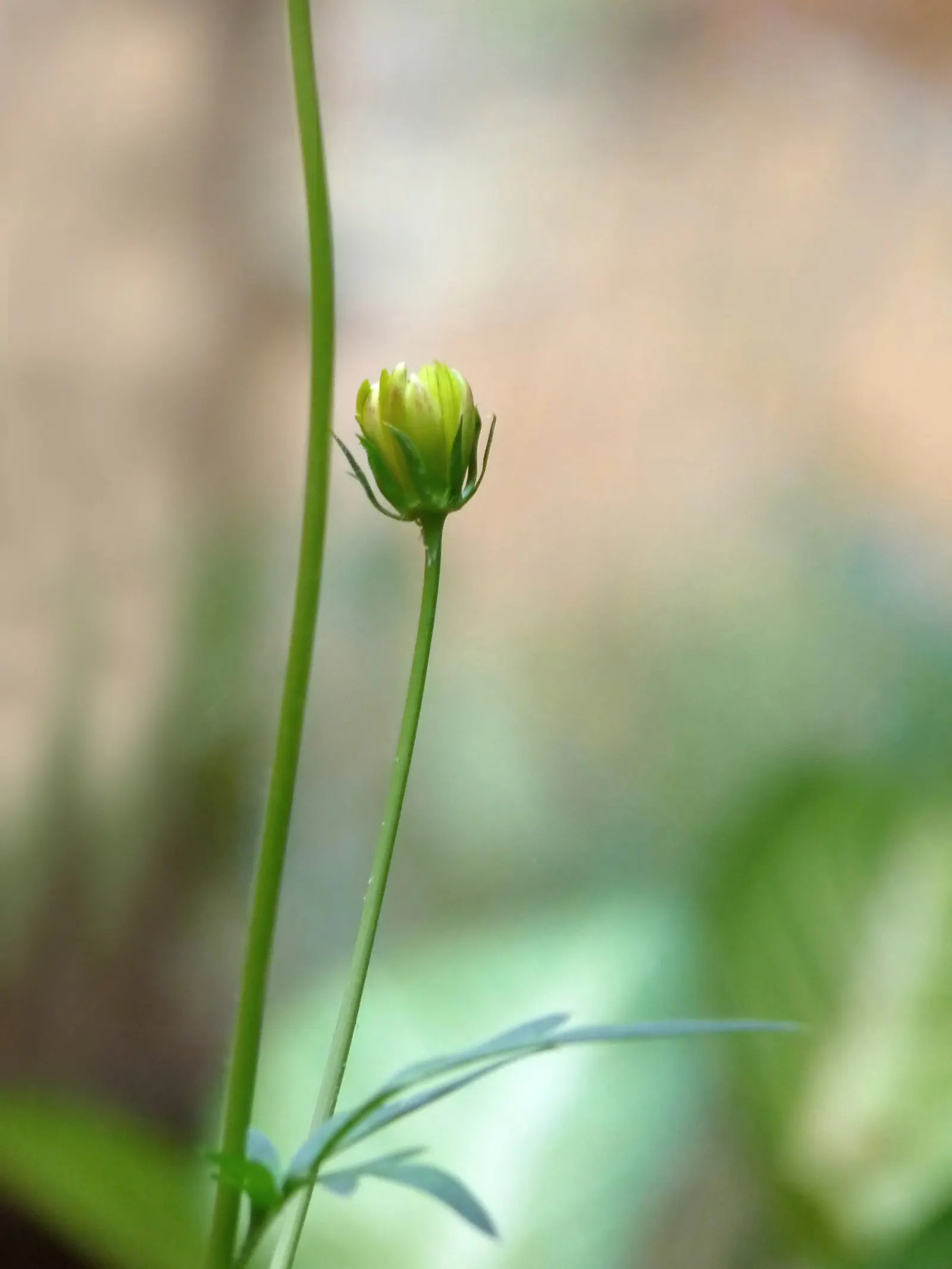 Annual Cosmos (Cosmos Bipinnatus) — they are quite drought-tolerant once established; from pure white to soft pinks, image 117