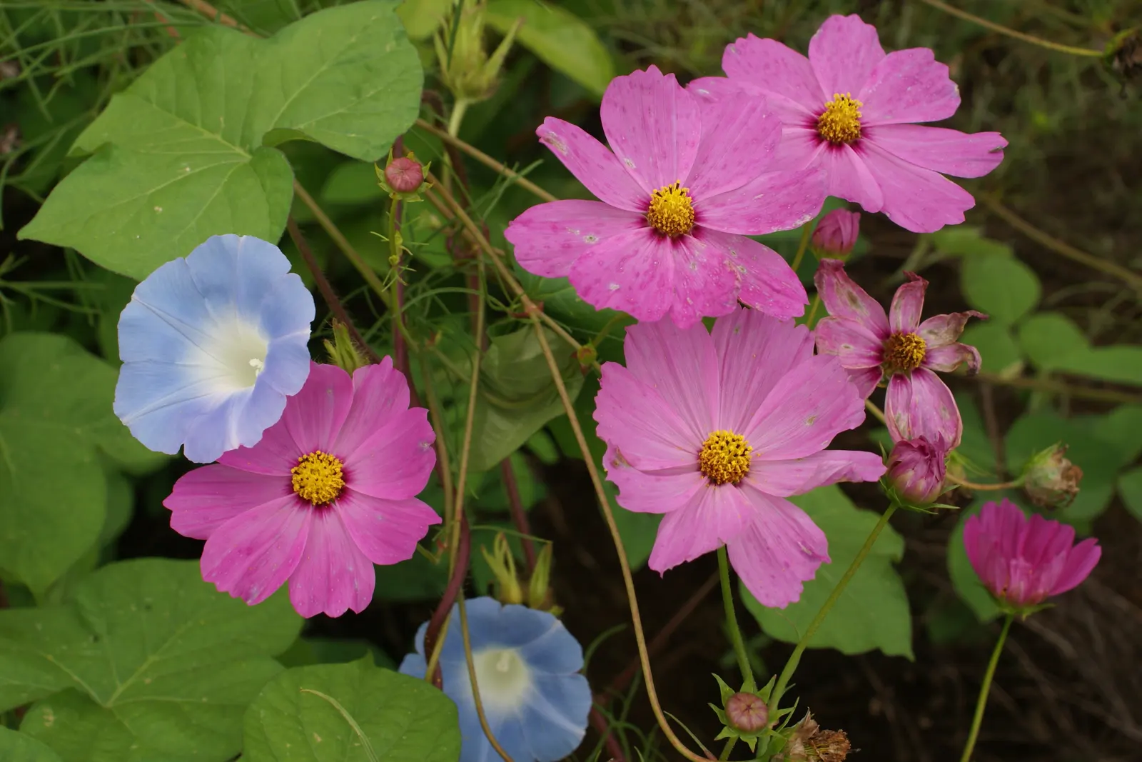 Annual Cosmos (Cosmos Bipinnatus) — These charming blooms measure approximately 2 to 4 inches across and display a merry array of hues; and provides continual