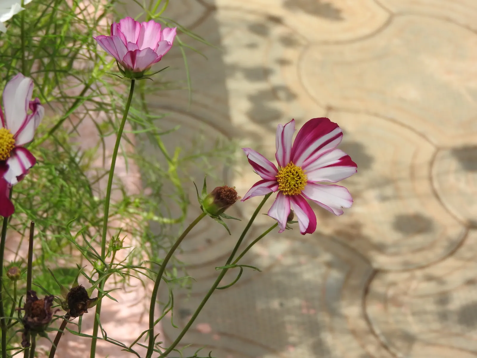 Annual Cosmos (Cosmos Bipinnatus) — requiring at least 6 hours of direct sunlight each day; plus, their flowers are attractive to butterflies and, image 82