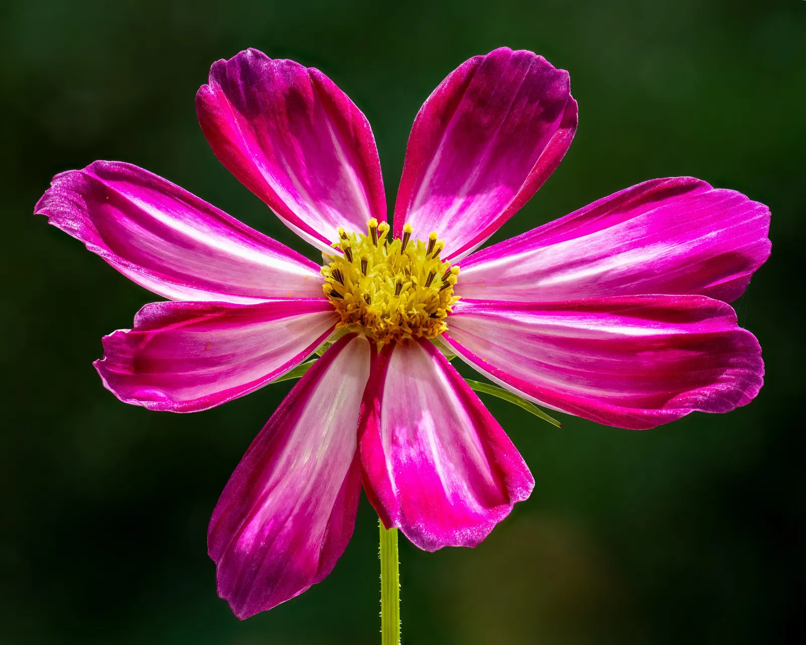 Annual Cosmos (Cosmos Bipinnatus) — annual for full or half; deadheading will encourage continued blooming and maintain a tidy appearance