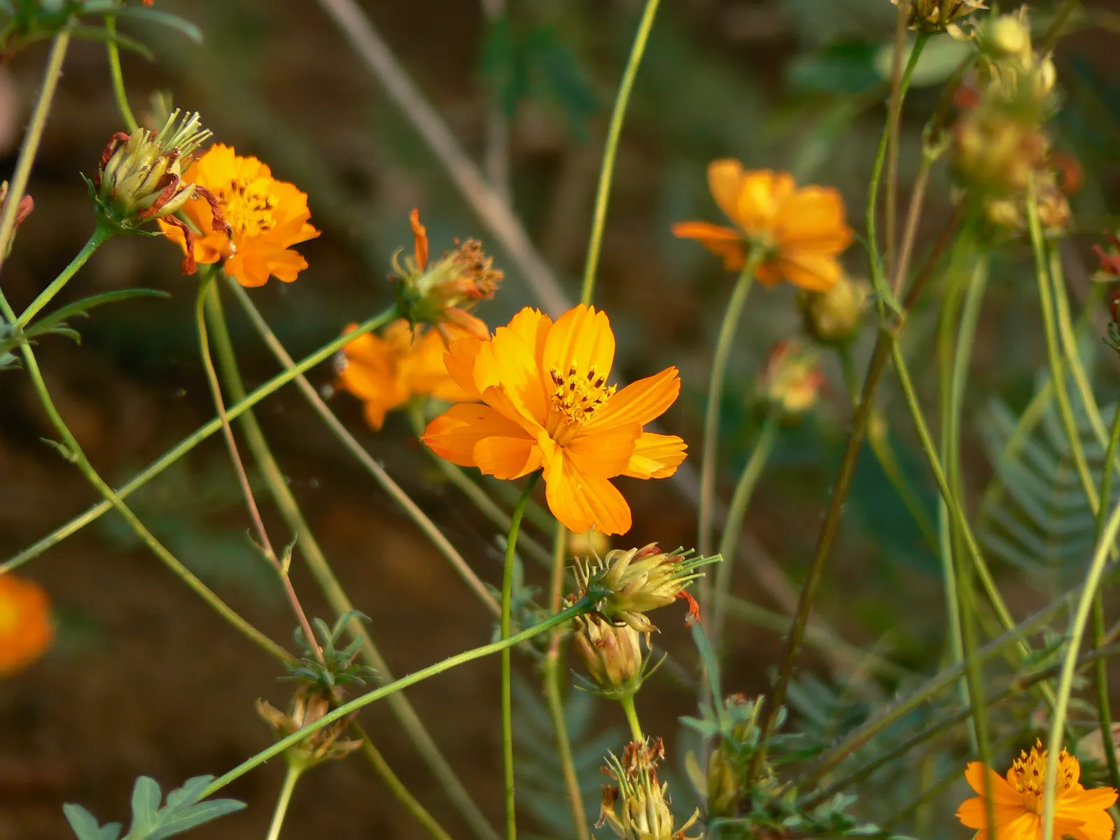 Annual Cosmos (Cosmos Bipinnatus) — Plus, their flowers are attractive to butterflies and bees, adding an extra layer of life to your garden; its height makes