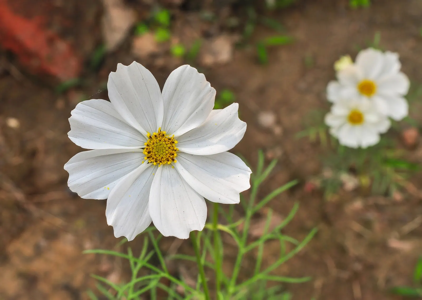Annual Cosmos (Cosmos Bipinnatus) — With a moderate growth rate; multi-colored and pink flowers in the garden, image 87