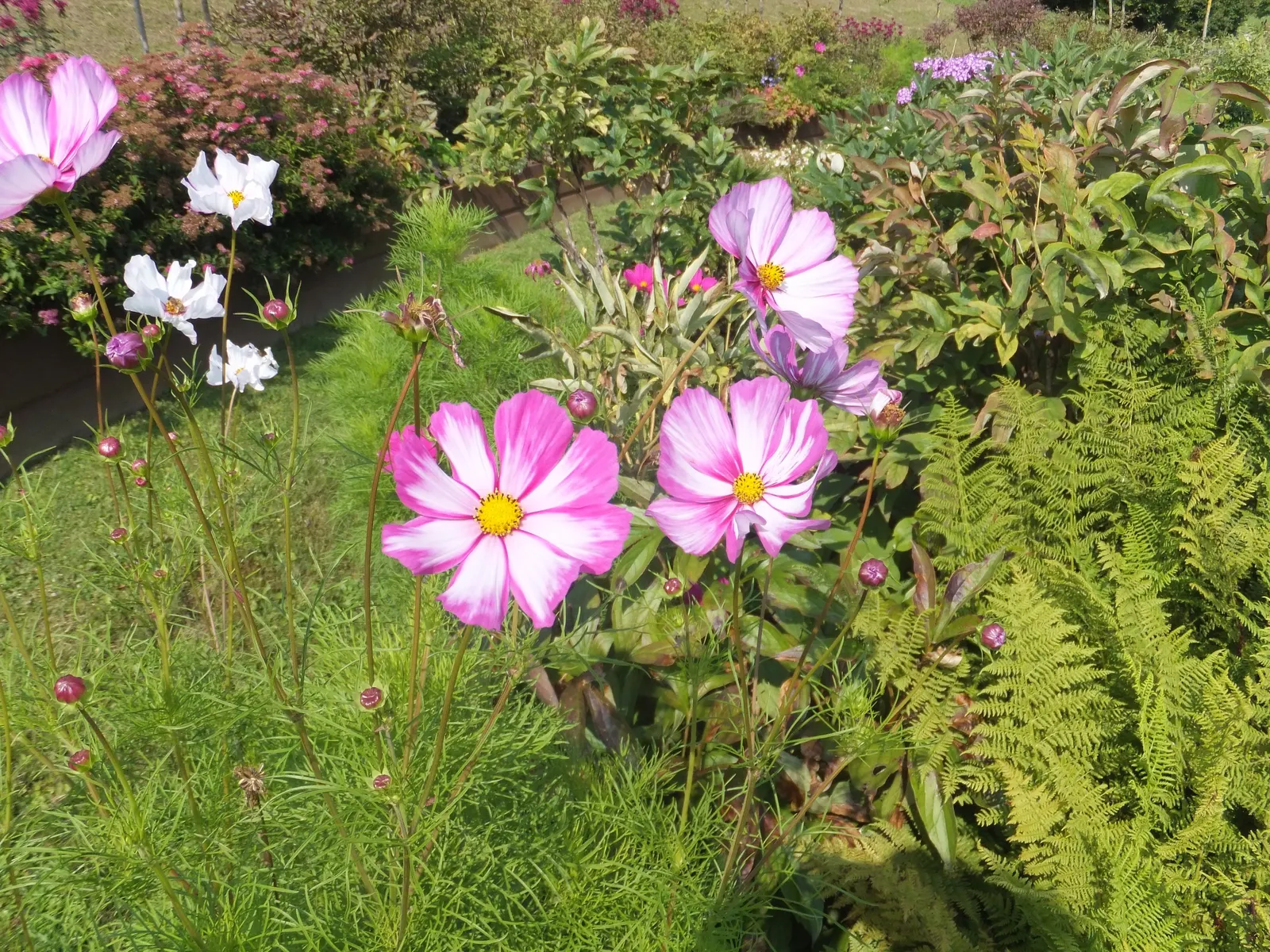 Annual Cosmos (Cosmos Bipinnatus) — somewhat wispy growth habit; and rich magentas.<br><br>Cosmos thrive in full sun exposure