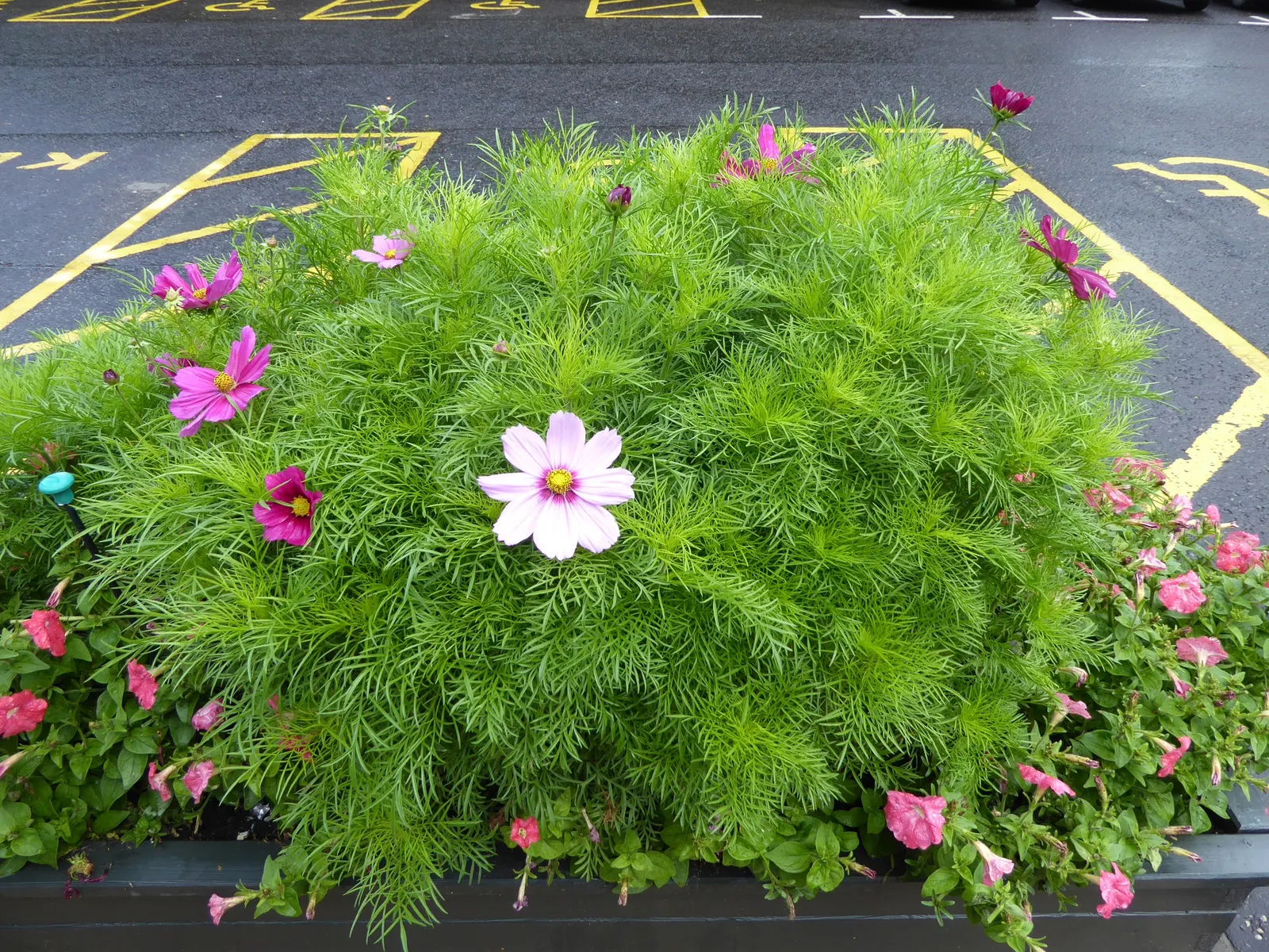 Annual Cosmos (Cosmos Bipinnatus) — and red atop slender stems reaching 2-4 feet in height; requiring at least 6 hours of direct sunlight each day, image 131