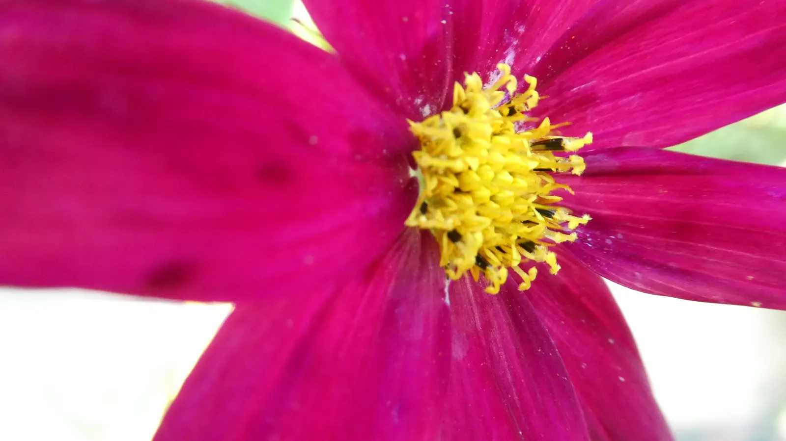 Annual Cosmos (Cosmos Bipinnatus) — from pure white to soft pinks; finely-divided leaves are an attractive deep green, image 112