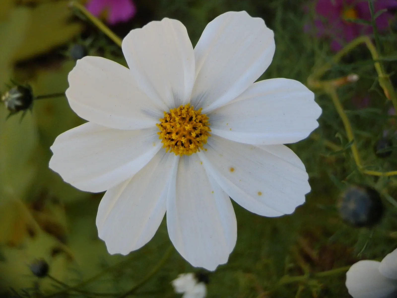 Annual Cosmos (Cosmos Bipinnatus) — These charming blooms measure approximately 2 to 4 inches across and display a merry array of hues; and, image 111
