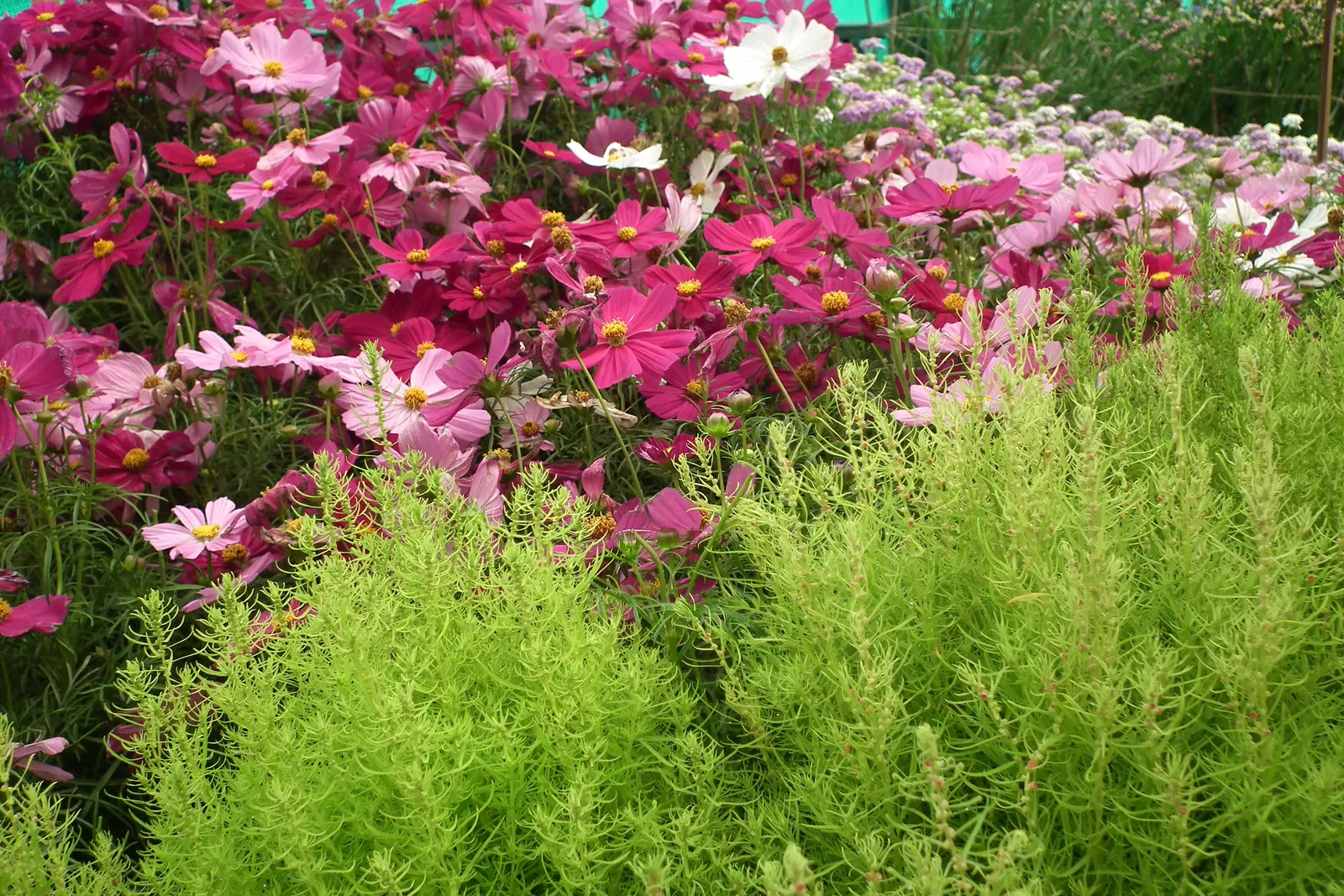 Annual Cosmos (Cosmos Bipinnatus) — Blooms measure about 2-4 inches across, adding a splash of color and attracting pollinators; or intersperse, image 100