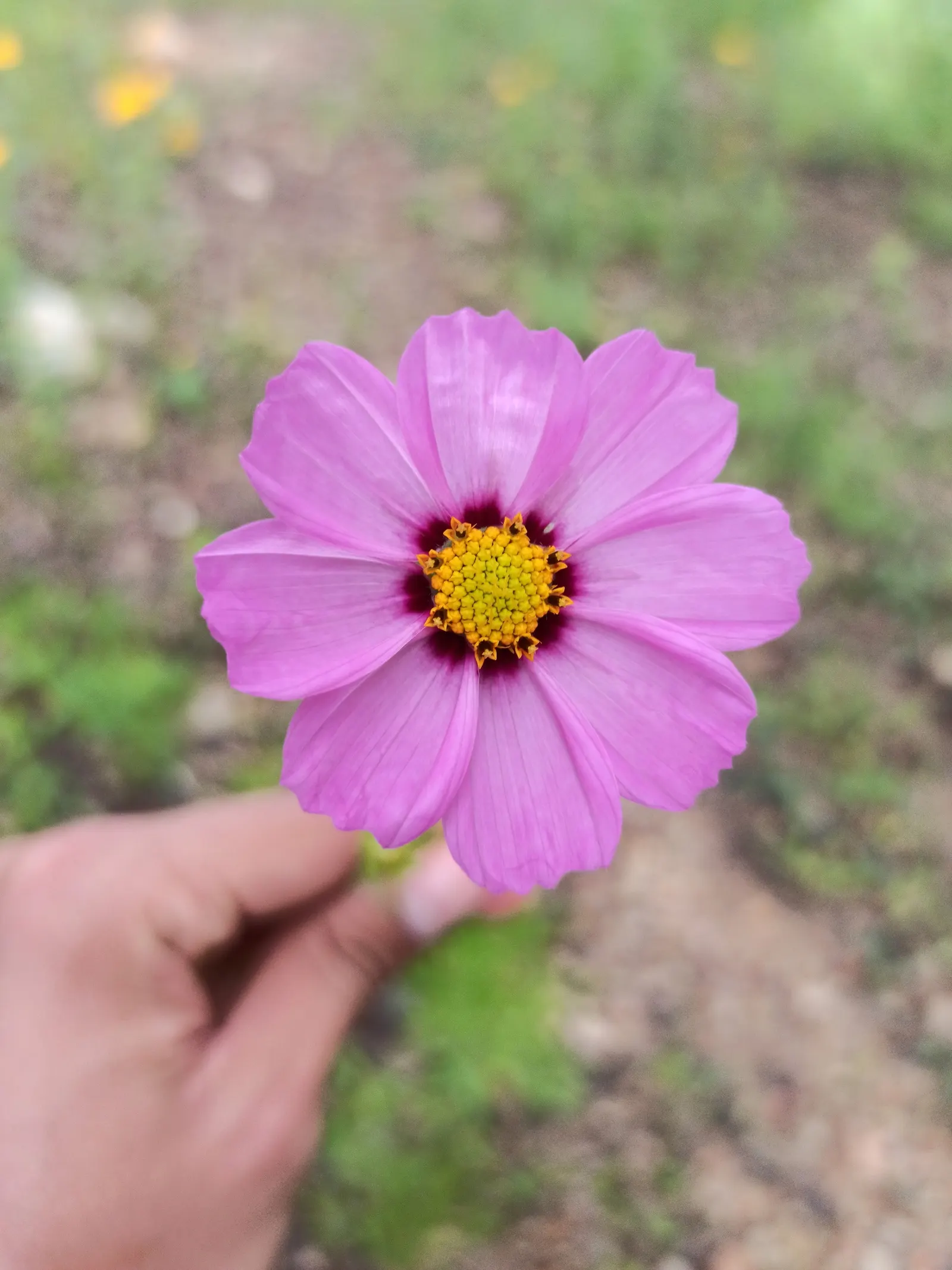 Annual Cosmos (Cosmos Bipinnatus) — affectionately known as Cosmos bipinnatus; creating a delicate backdrop for the daisy-like flowers, image 167