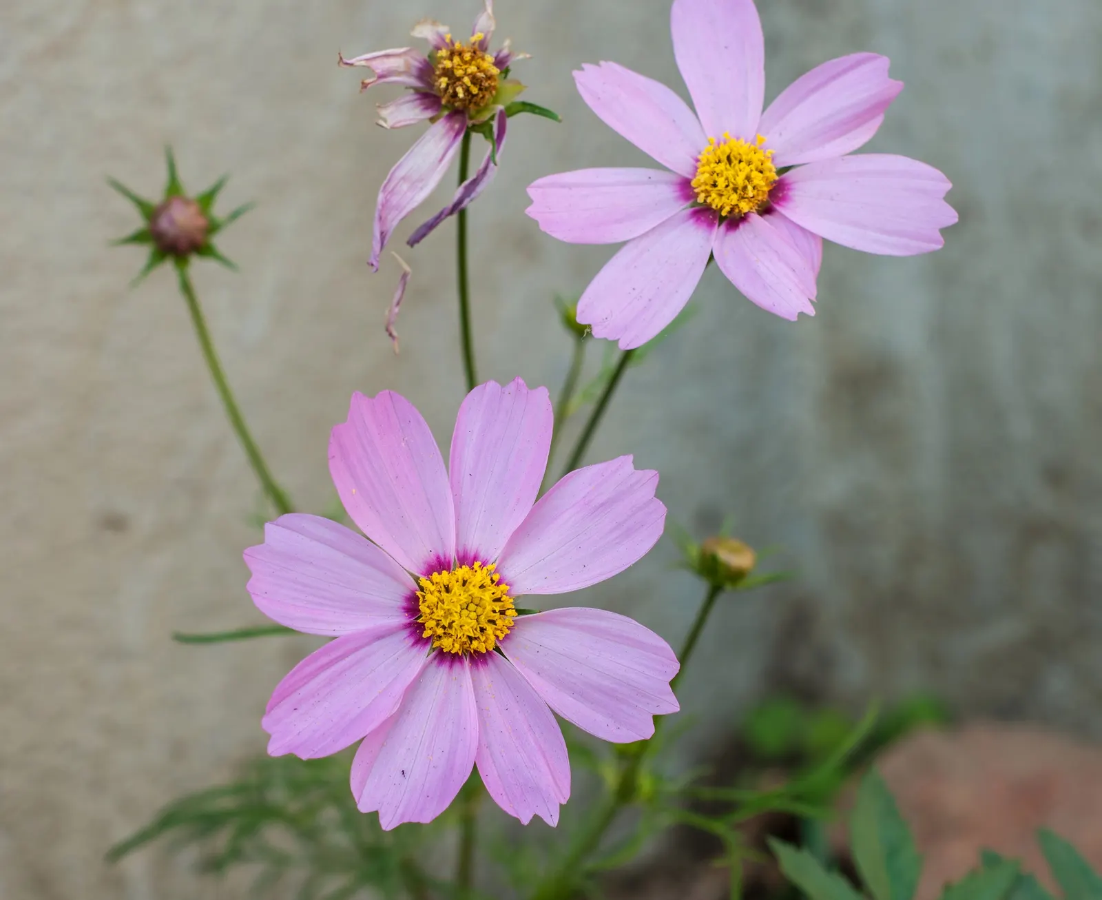 Annual Cosmos (Cosmos Bipinnatus) — For cutting gardens, Cosmos is an exceptional candidate, producing long-stemmed flowers ideal for bouquets, image 92