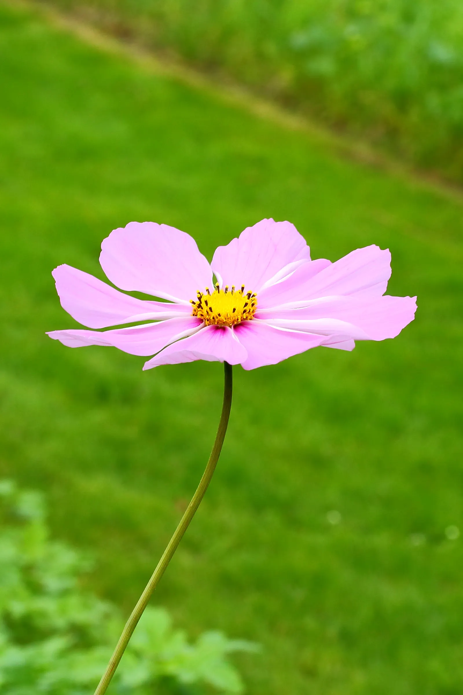 Annual Cosmos (Cosmos Bipinnatus) — somewhat wispy growth habit; and rich magentas.<br><br>Cosmos thrive in full sun exposure, image 172