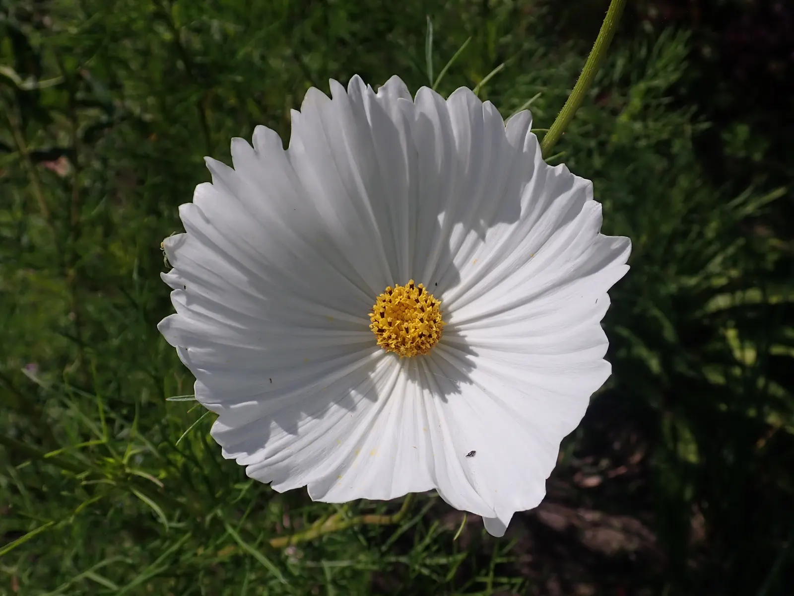 Annual Cosmos (Cosmos Bipinnatus) — making them a forgiving choice for landscapes in hotter; with a moderate growth rate, image 150