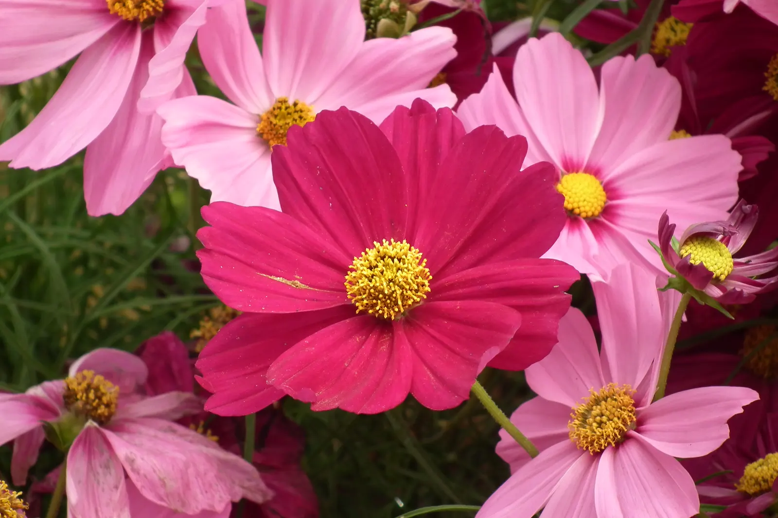 Annual Cosmos (Cosmos Bipinnatus) — and provides continual blooms from summer until frost