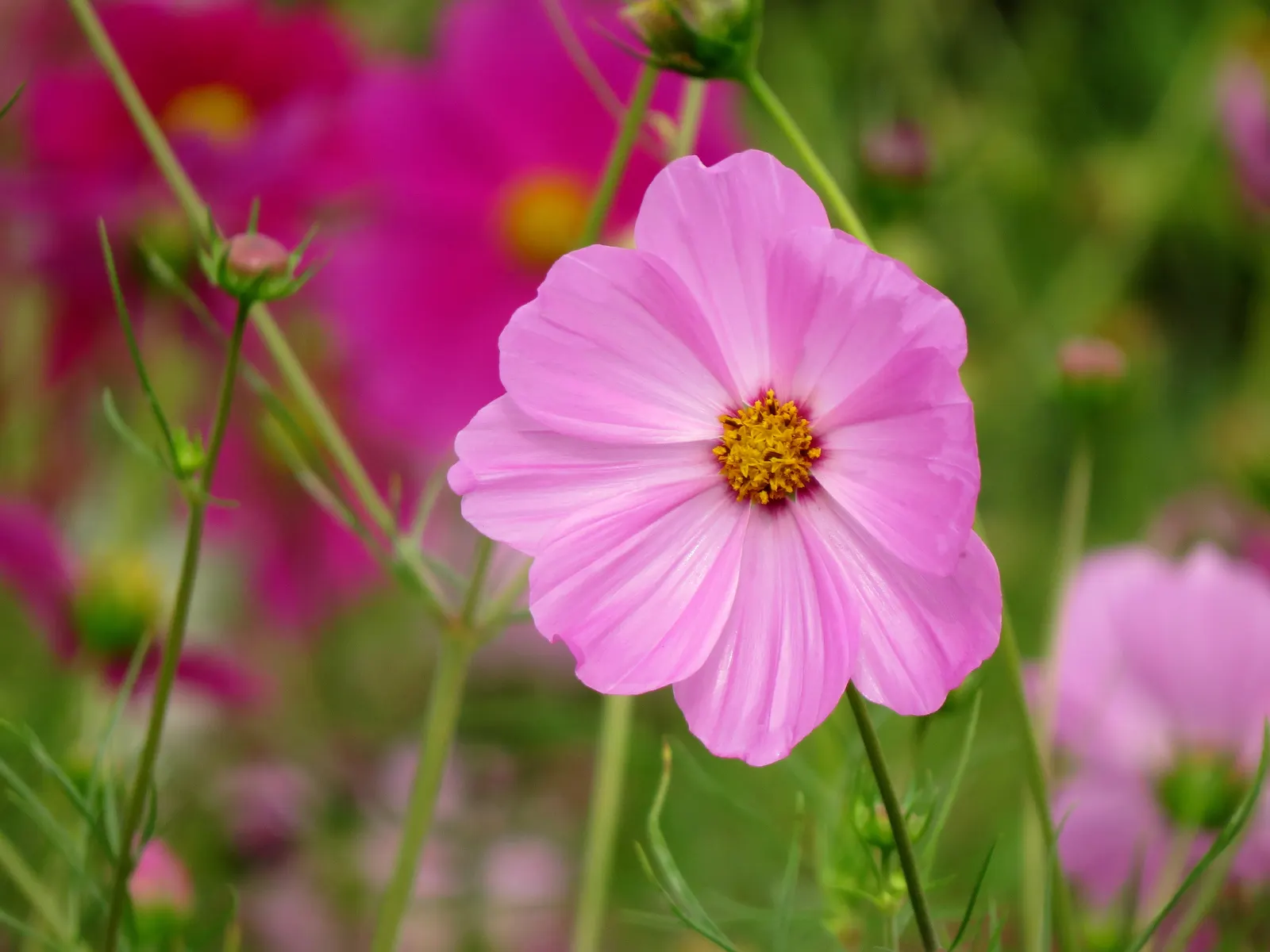 Annual Cosmos (Cosmos Bipinnatus) — requiring at least 6 hours of direct sunlight each day