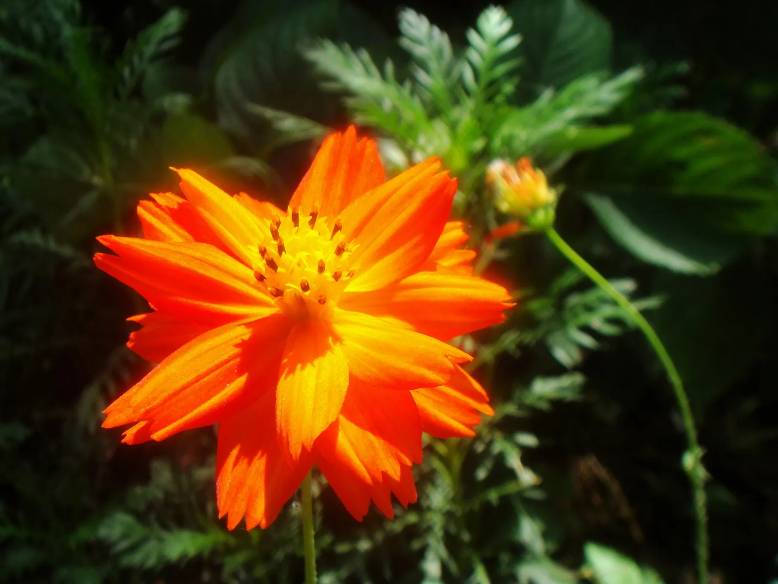 Annual Cosmos (Cosmos Bipinnatus) — well-drained soils; however