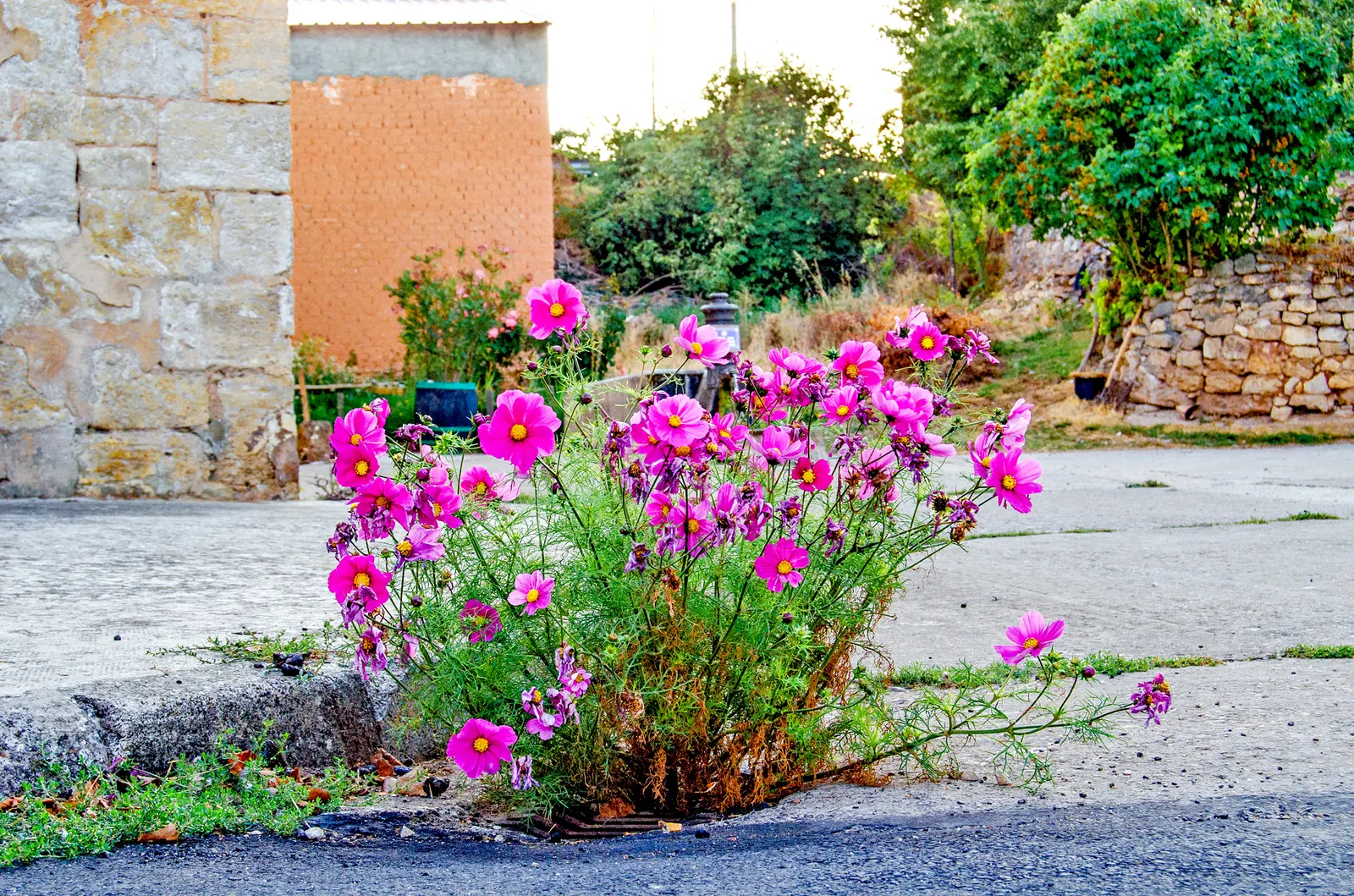 Annual Cosmos (Cosmos Bipinnatus) — or intersperse them amongst perennials to provide season-long interest; somewhat wispy growth habit, image 89