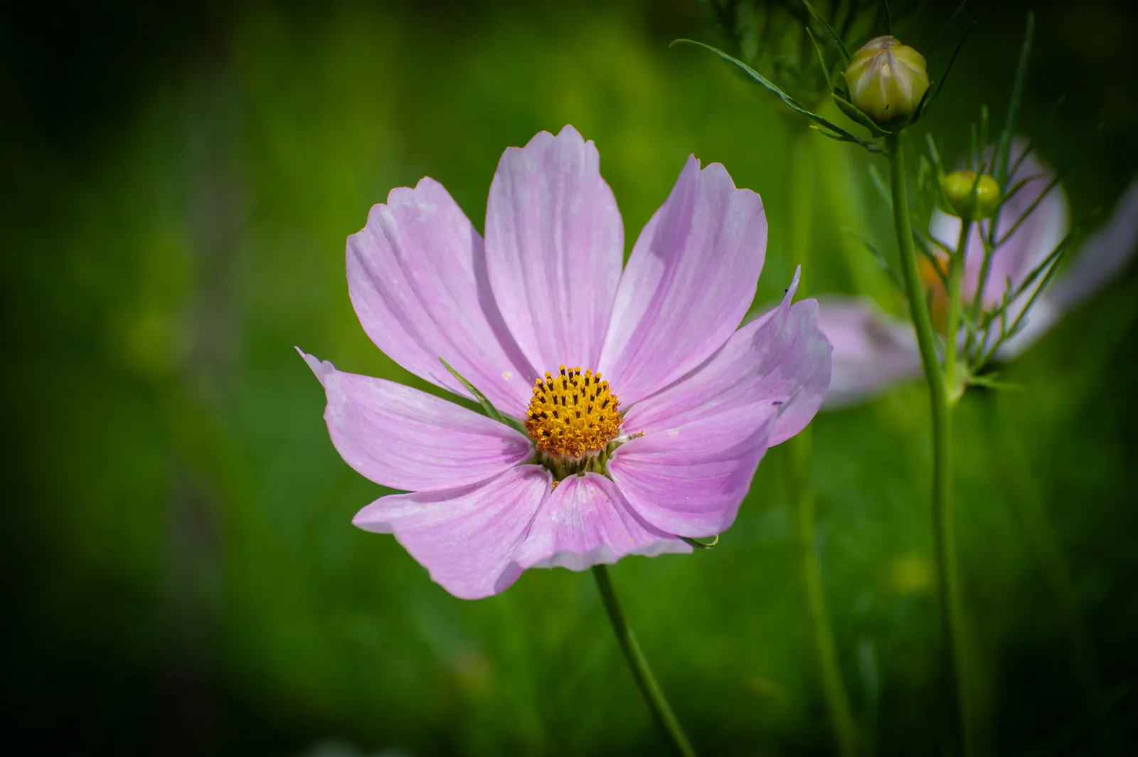 Annual Cosmos (Cosmos Bipinnatus) — With a moderate growth rate; multi-colored and pink flowers in the garden, image 119