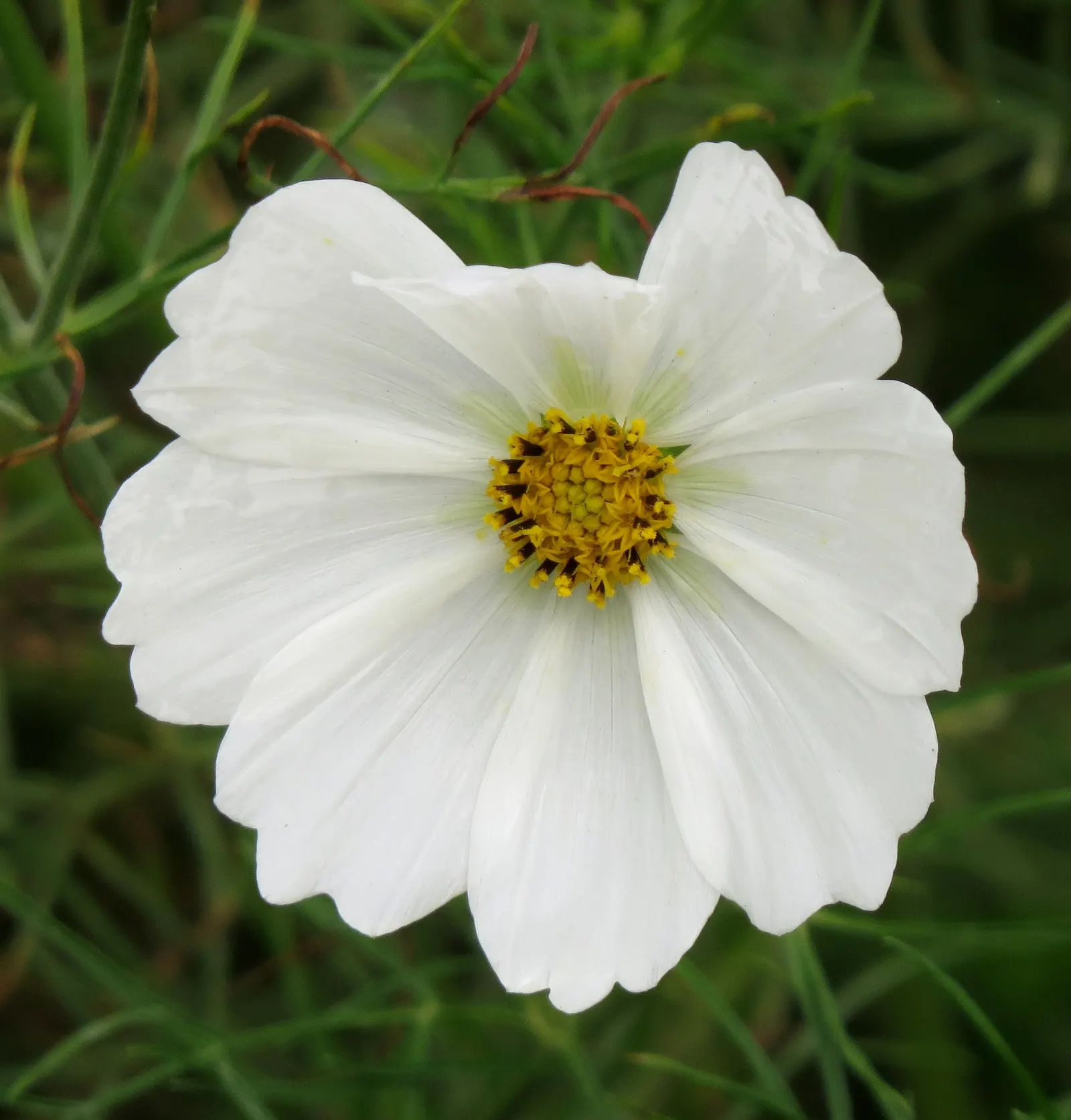 Annual Cosmos (Cosmos Bipinnatus) — they complete their life cycle within one growing season