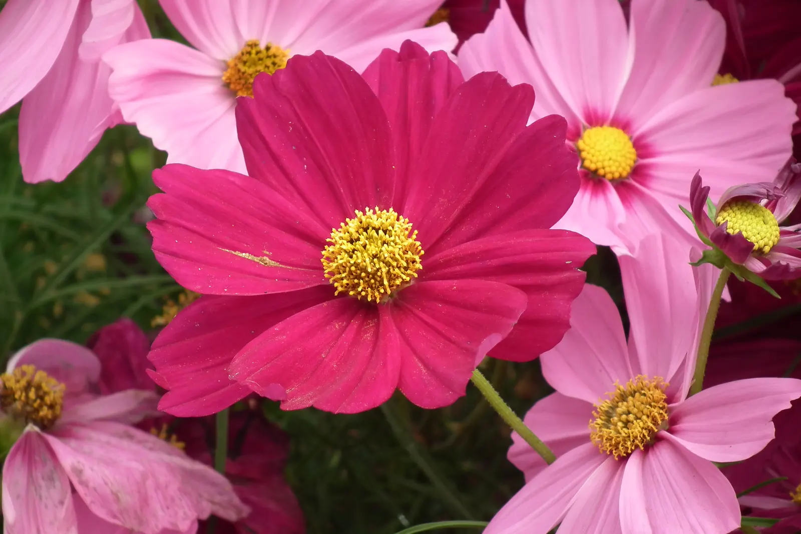 Annual Cosmos (Cosmos Bipinnatus) — multi-colored and pink flowers in the garden; these charming blooms measure approximately 2 to 4 inches across, image 126