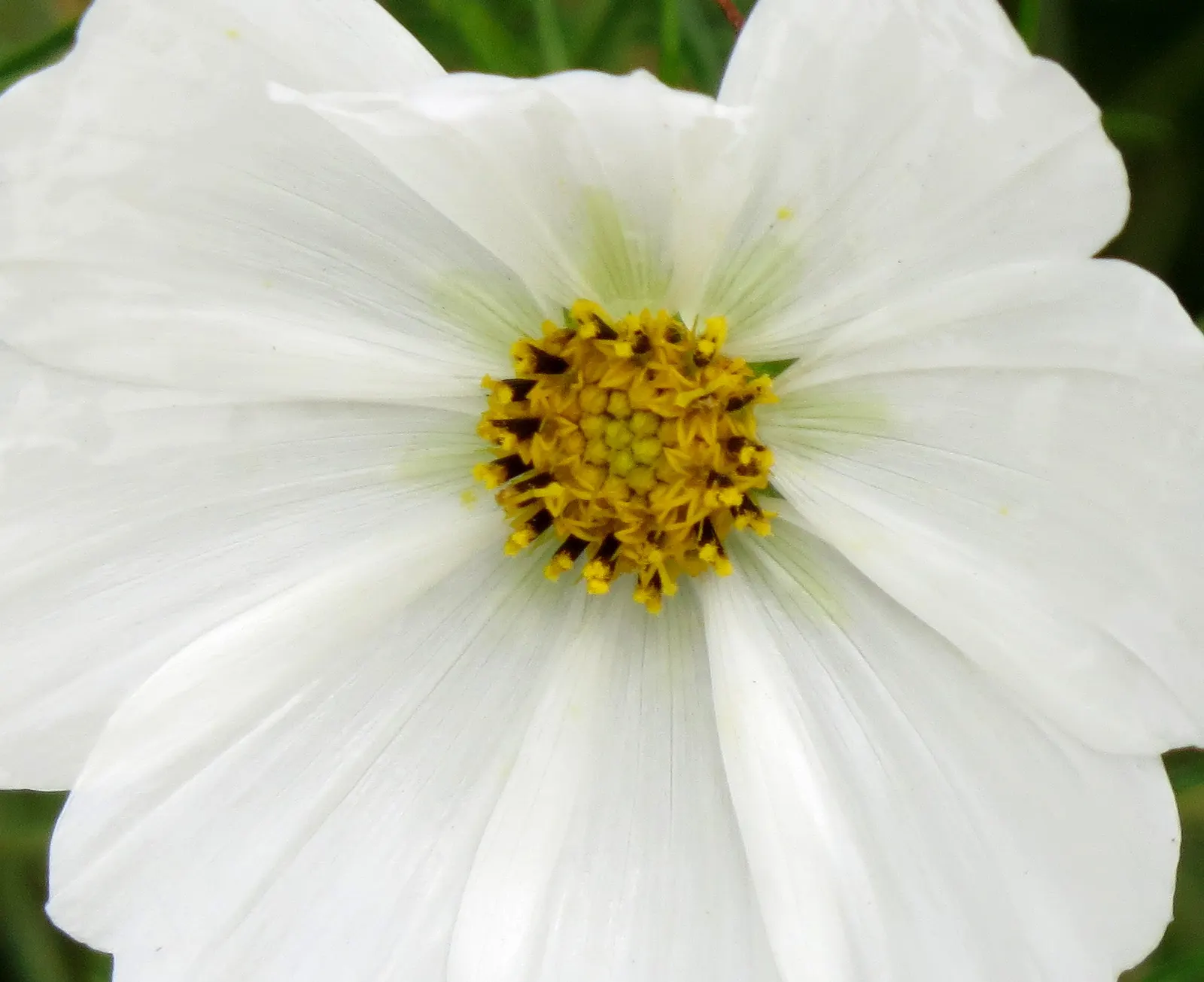Annual Cosmos (Cosmos Bipinnatus) — they are quite drought-tolerant once established; from pure white to soft pinks, image 149