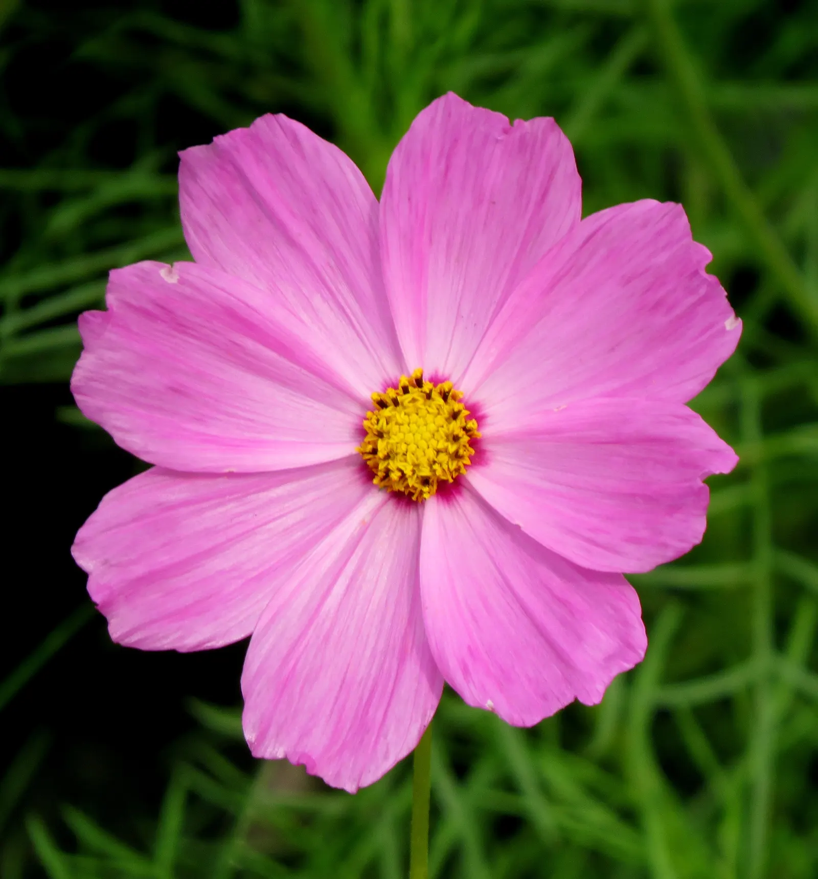 Annual Cosmos (Cosmos Bipinnatus) — With a moderate growth rate; multi-colored and pink flowers in the garden, image 151