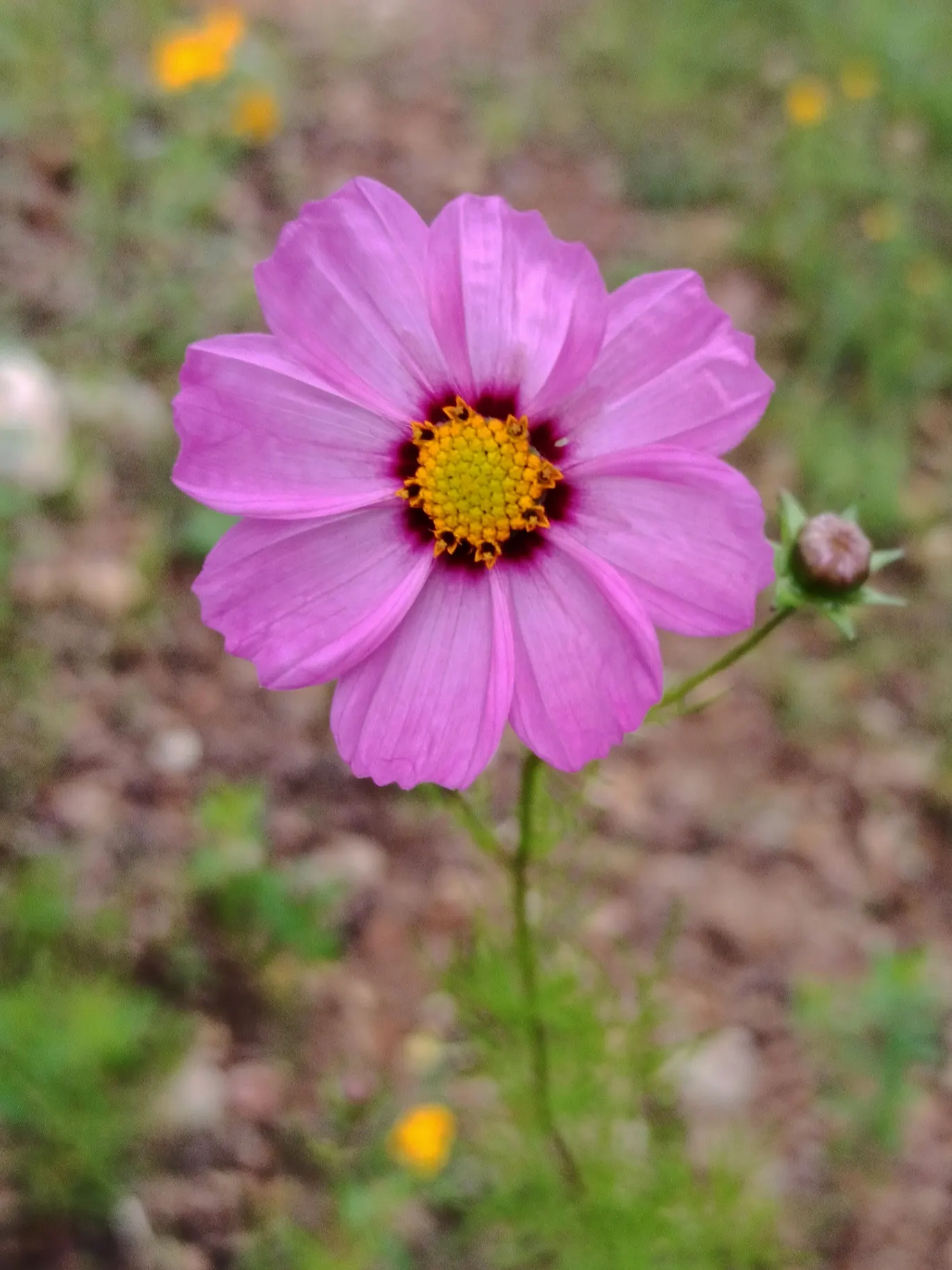 Annual Cosmos (Cosmos Bipinnatus) — with widths spanning from 1 to 2 feet