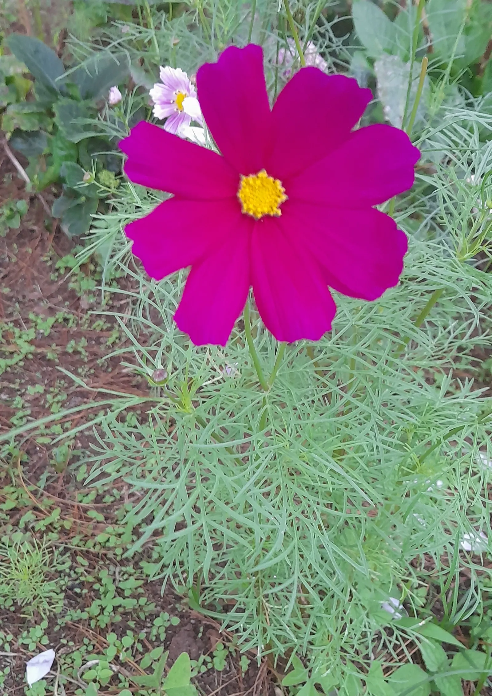 Annual Cosmos (Cosmos Bipinnatus) — from pure white to soft pinks; finely-divided leaves are an attractive deep green