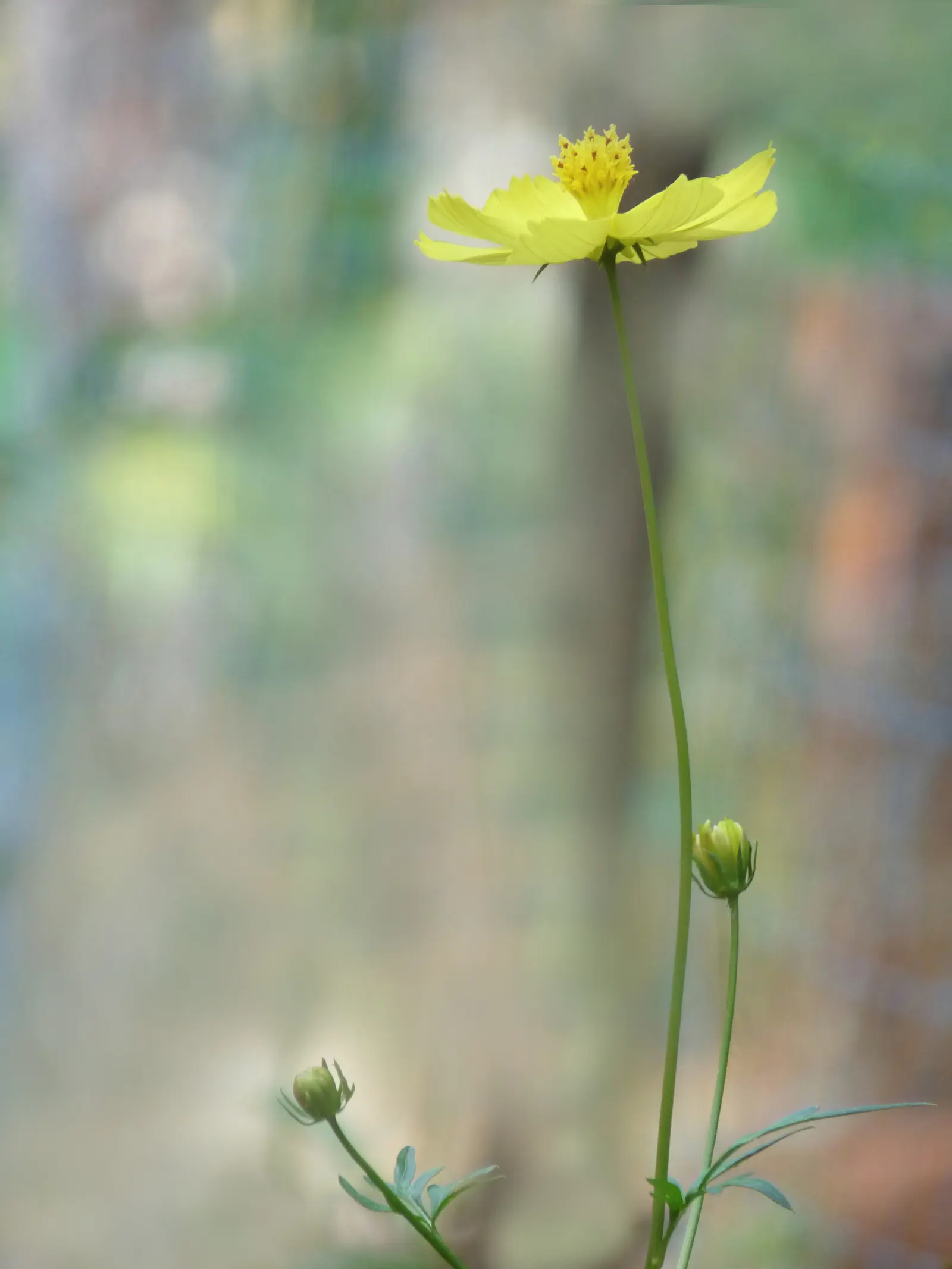 Annual Cosmos (Cosmos Bipinnatus) — they complete their life cycle within one growing season; for cutting gardens, Cosmos is an exceptional, image 137