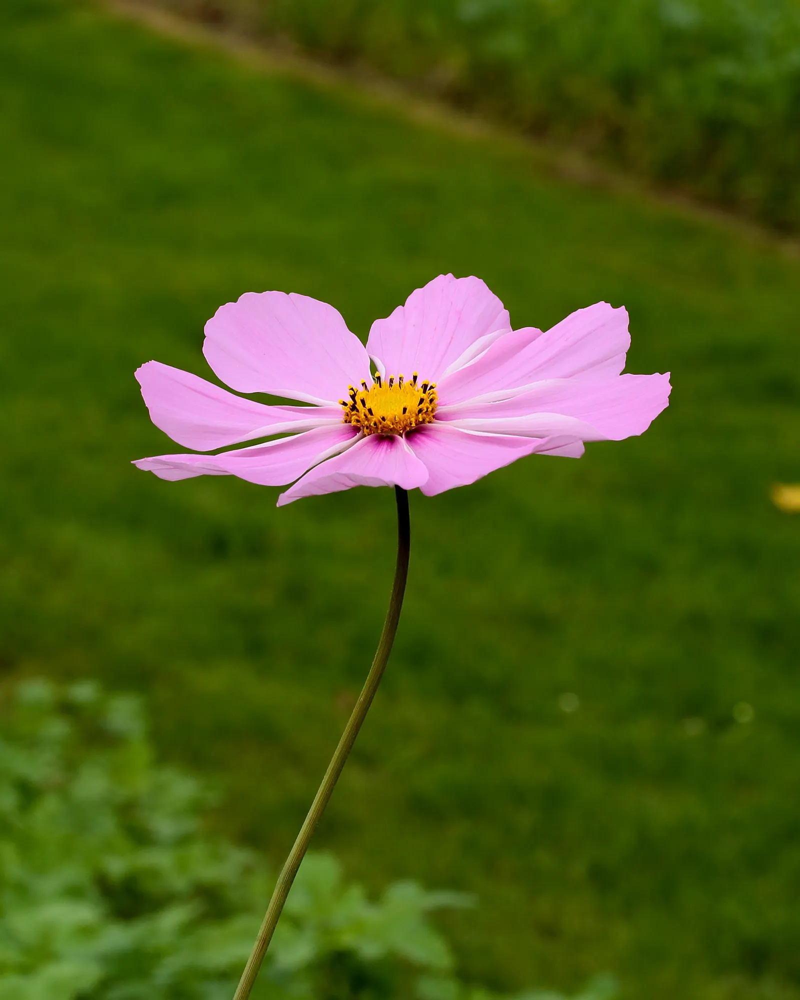 Annual Cosmos (Cosmos Bipinnatus) — creating a delicate backdrop for the daisy-like flowers; annual with multi-colored and pink blooms, image 142