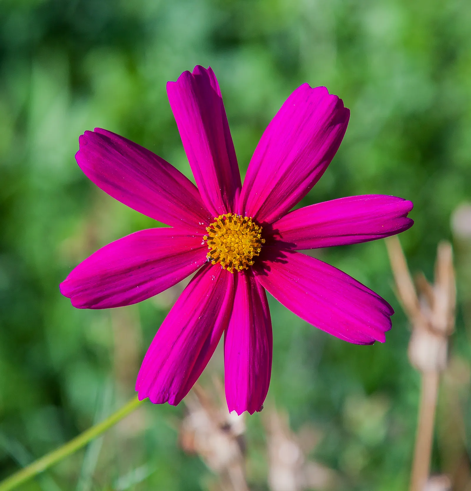 Annual Cosmos (Cosmos Bipinnatus) — annual with multi-colored and pink blooms; making them a forgiving choice for landscapes in hotter, image 127