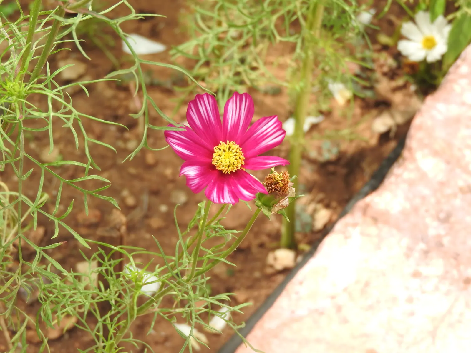 Annual Cosmos (Cosmos Bipinnatus) — It boasts feathery foliage and vibrant blossoms in shades of pink; cosmos bipinnatus boasts an upright, image 66
