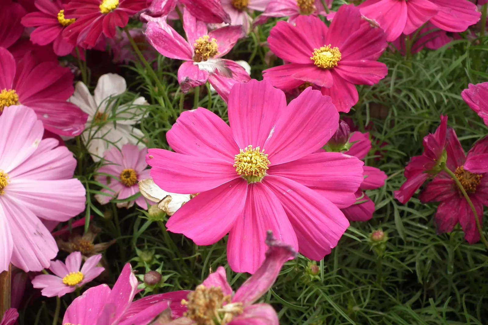 Annual Cosmos (Cosmos Bipinnatus) — affectionately known as Cosmos bipinnatus; creating a delicate backdrop for the daisy-like flowers