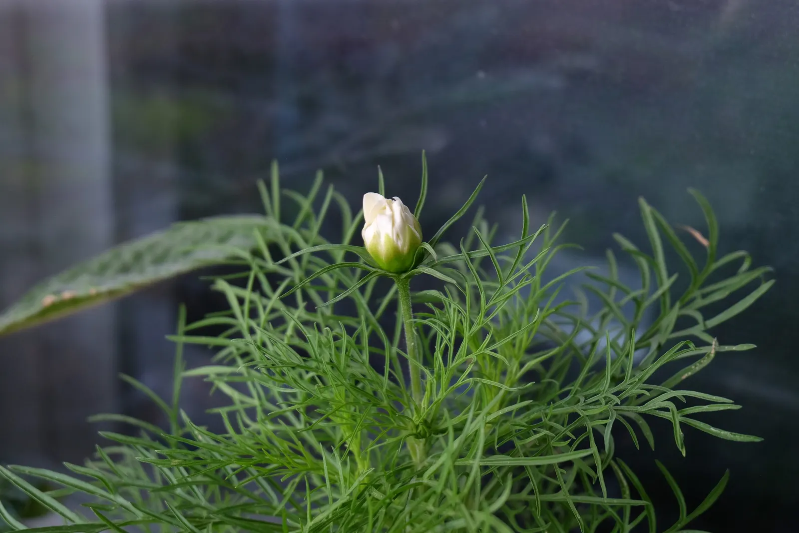 Annual Cosmos (Cosmos Bipinnatus) — annual for full or half; deadheading will encourage continued blooming and maintain a tidy appearance, image 160