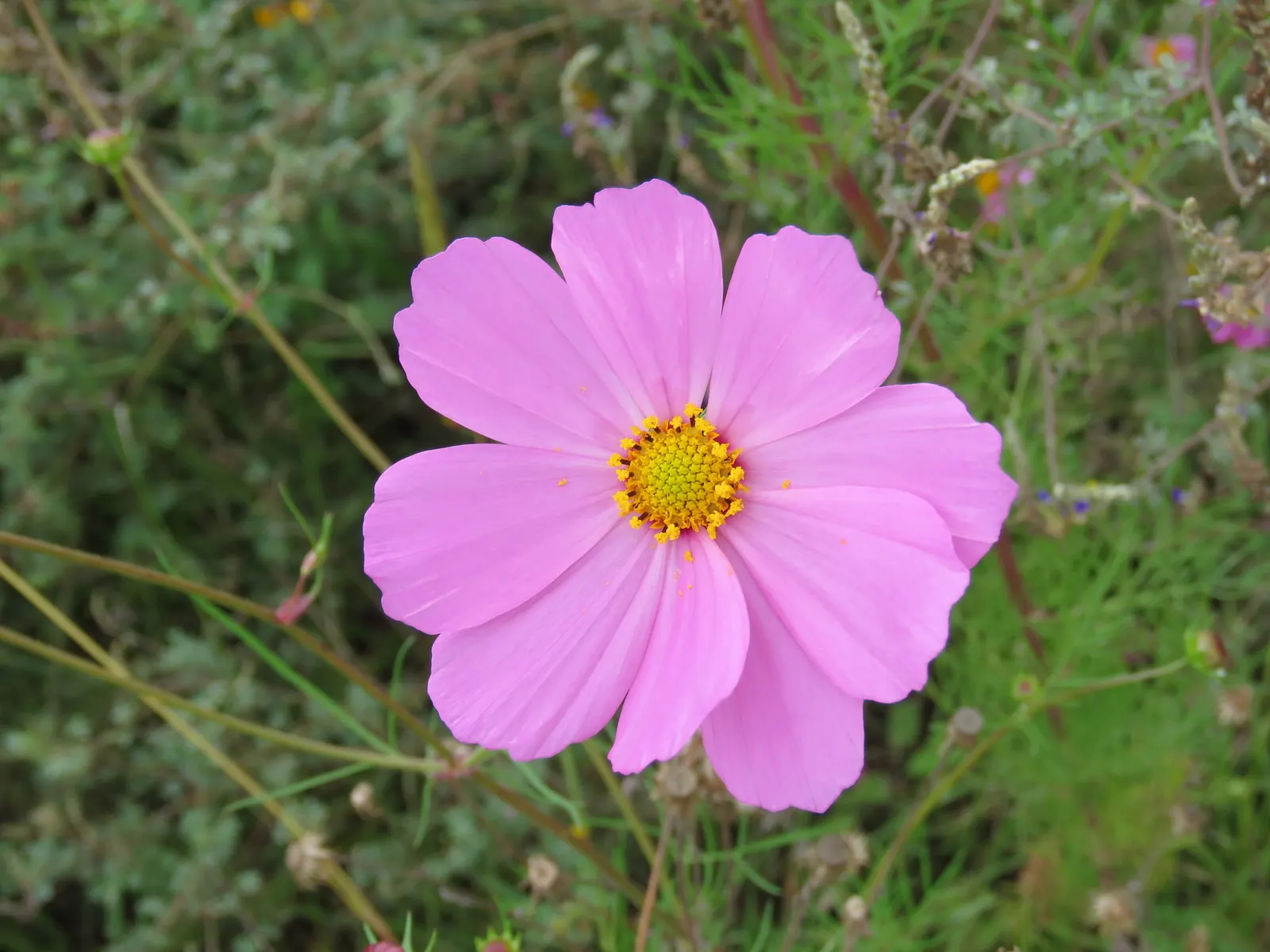 Annual Cosmos (Cosmos Bipinnatus) — finely-divided leaves are an attractive deep green; these plants can quickly fill in spaces in garden beds and, image 77