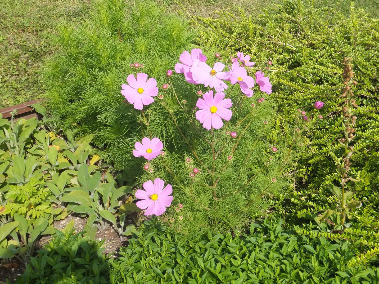 Annual Cosmos (Cosmos Bipinnatus) — multi-colored and pink flowers in the garden; these charming blooms measure approximately 2 to 4 inches across and display