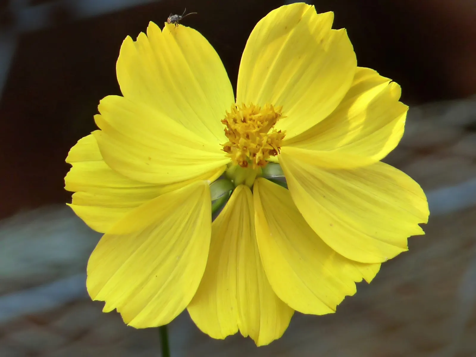 Annual Cosmos (Cosmos Bipinnatus) — from pure white to soft pinks; finely-divided leaves are an attractive deep green, image 80