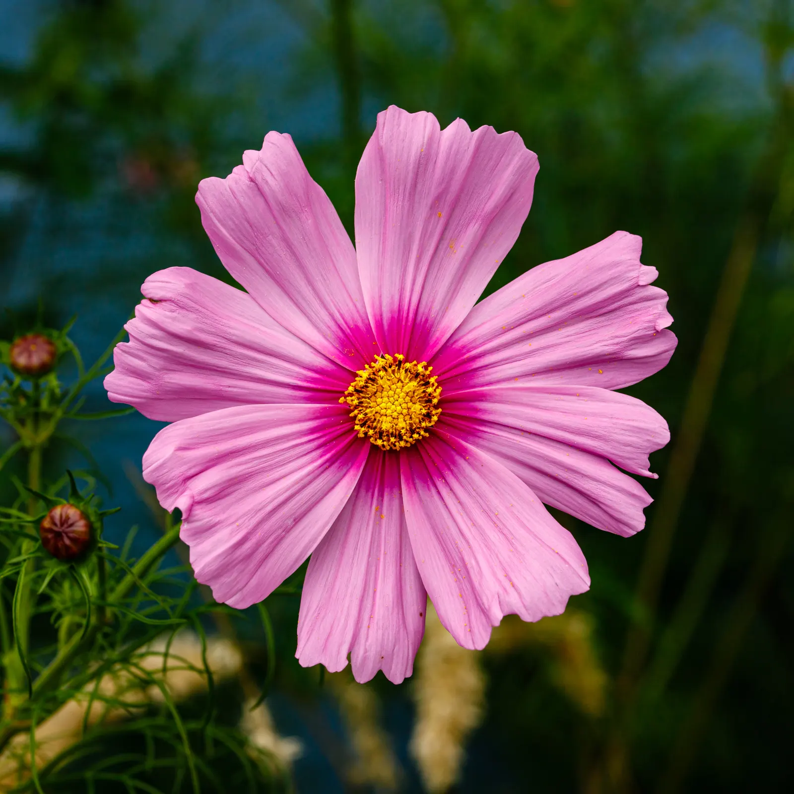 Annual Cosmos (Cosmos Bipinnatus) — They are not fussy about soil conditions and do well in average; it boasts feathery foliage and vibrant, image 147