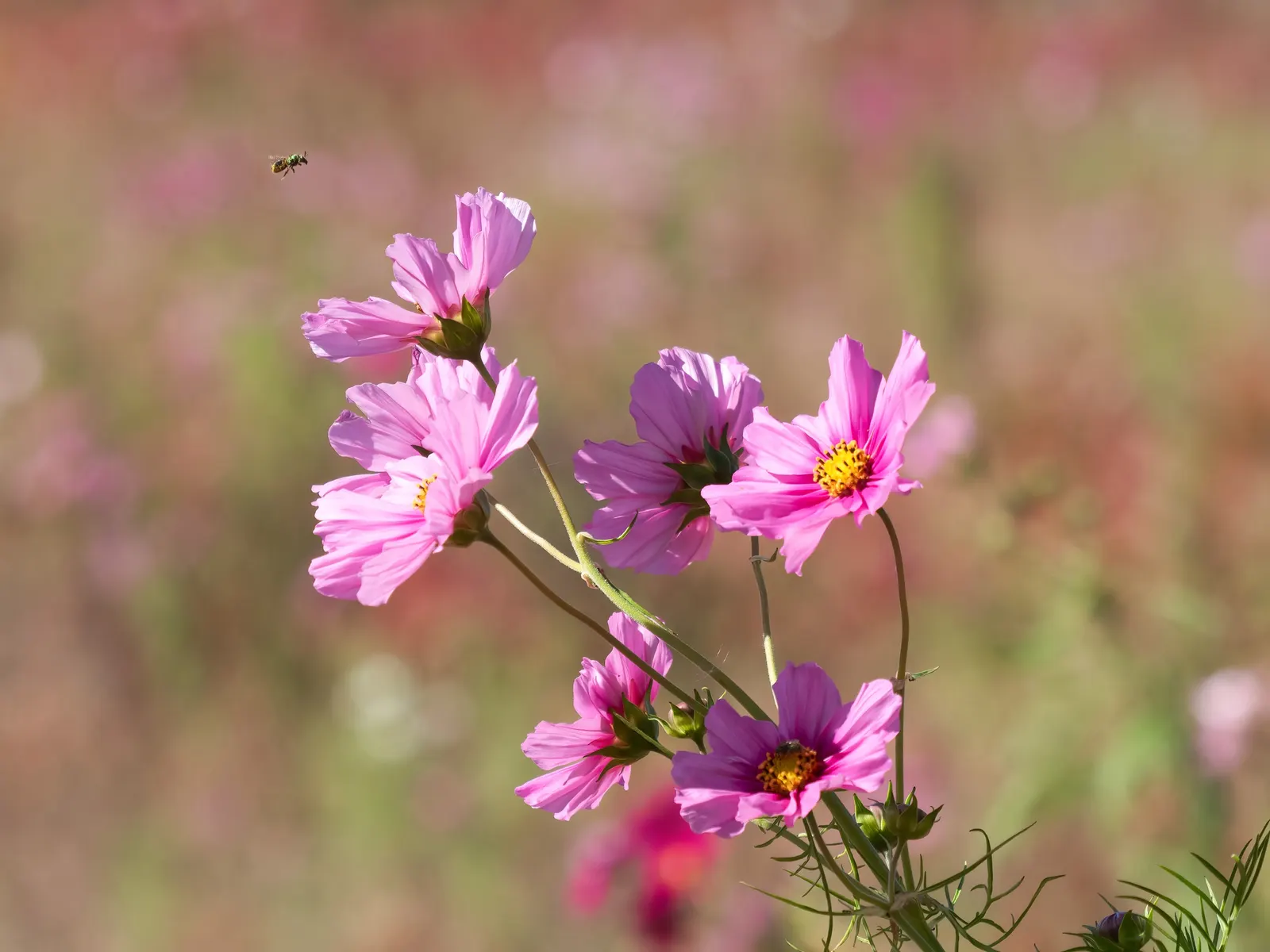 Annual Cosmos (Cosmos Bipinnatus) — are a popular choice for adding vibrant color and feathery textures to garden landscapes; they are quite drought-tolerant