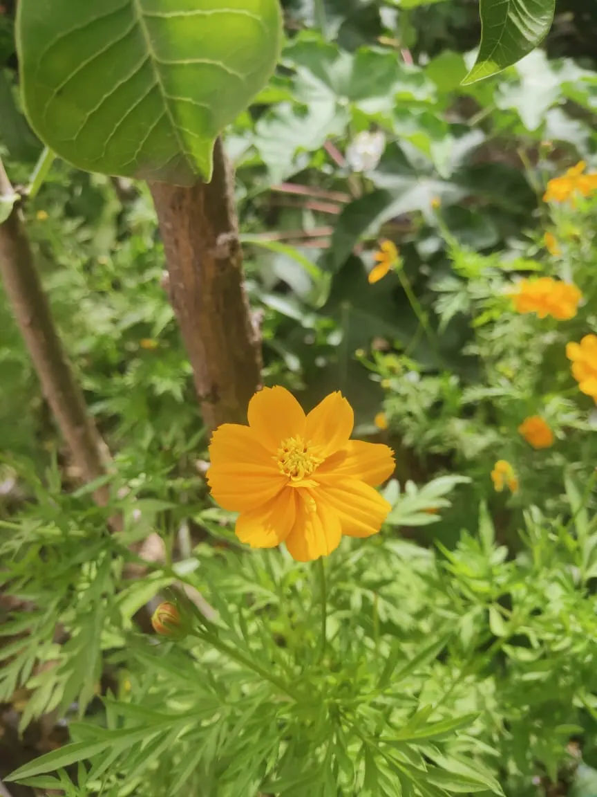 Annual Cosmos (Cosmos Bipinnatus) — they complete their life cycle within one growing season; for cutting gardens, Cosmos is an exceptional candidate