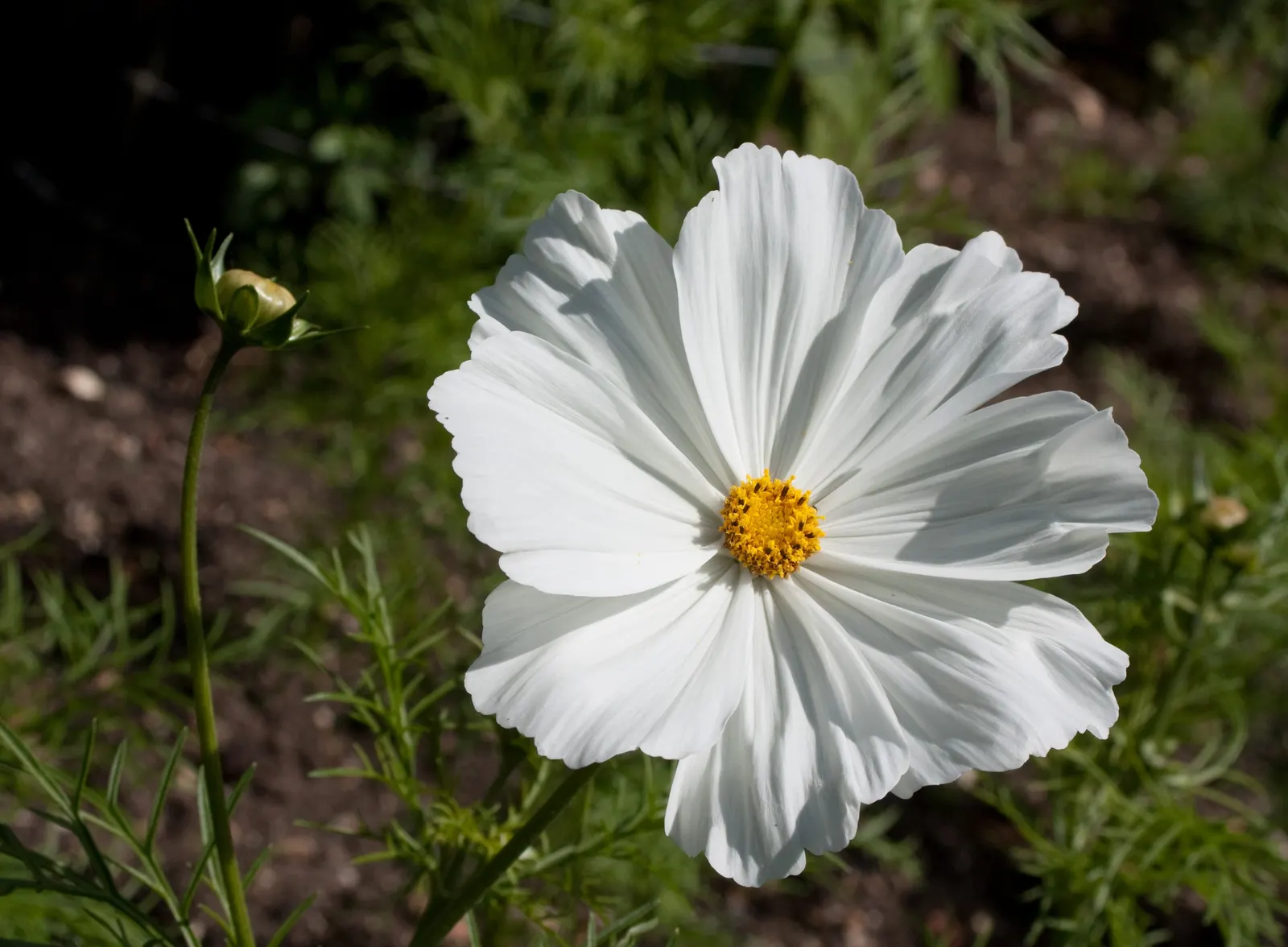 Annual Cosmos (Cosmos Bipinnatus) — Blooms measure about 2-4 inches across, adding a splash of color and attracting pollinators; or intersperse, image 132