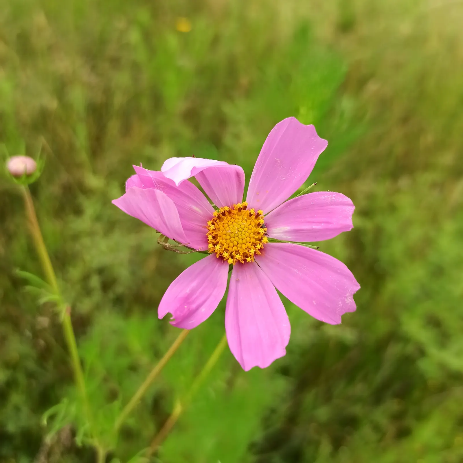 Annual Cosmos (Cosmos Bipinnatus) — annual with multi-colored and pink blooms; making them a forgiving choice for landscapes in hotter
