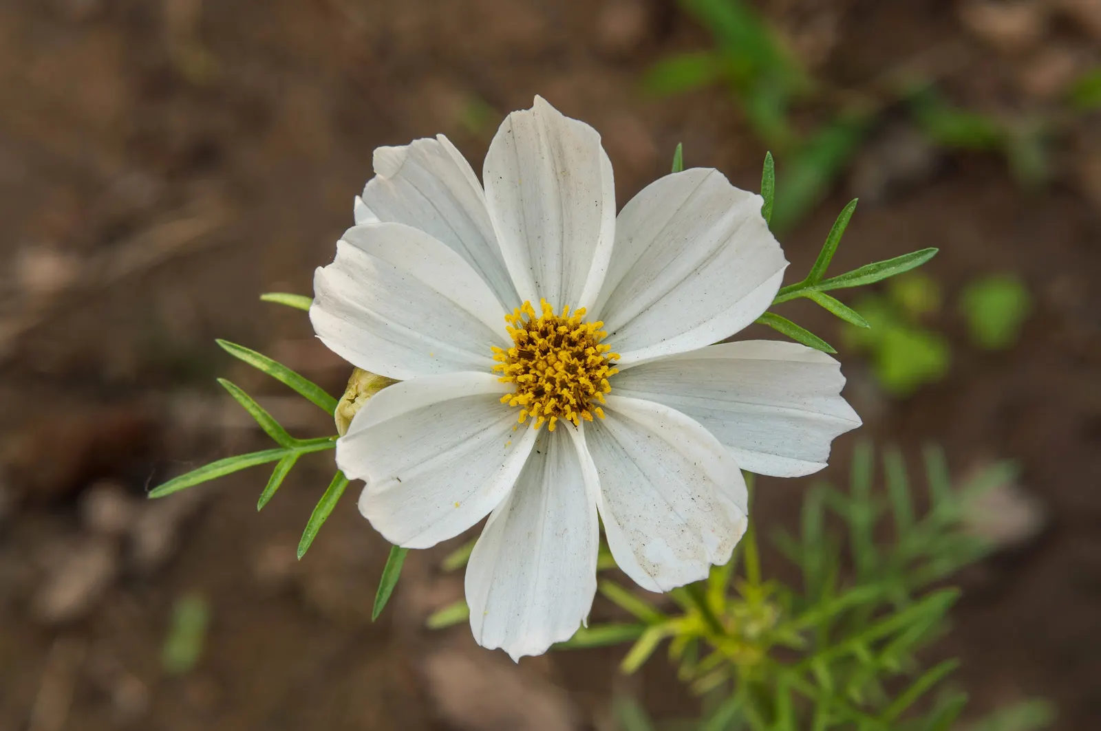 Annual Cosmos (Cosmos Bipinnatus) — Thriving in full sun and well-draining soils; annual for full or half, image 165