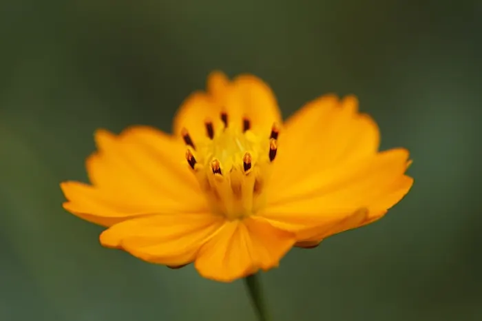 Annual Cosmos (Cosmos Bipinnatus) — Blooms measure about 2-4 inches across, adding a splash of color and attracting pollinators; or intersperse, image 68