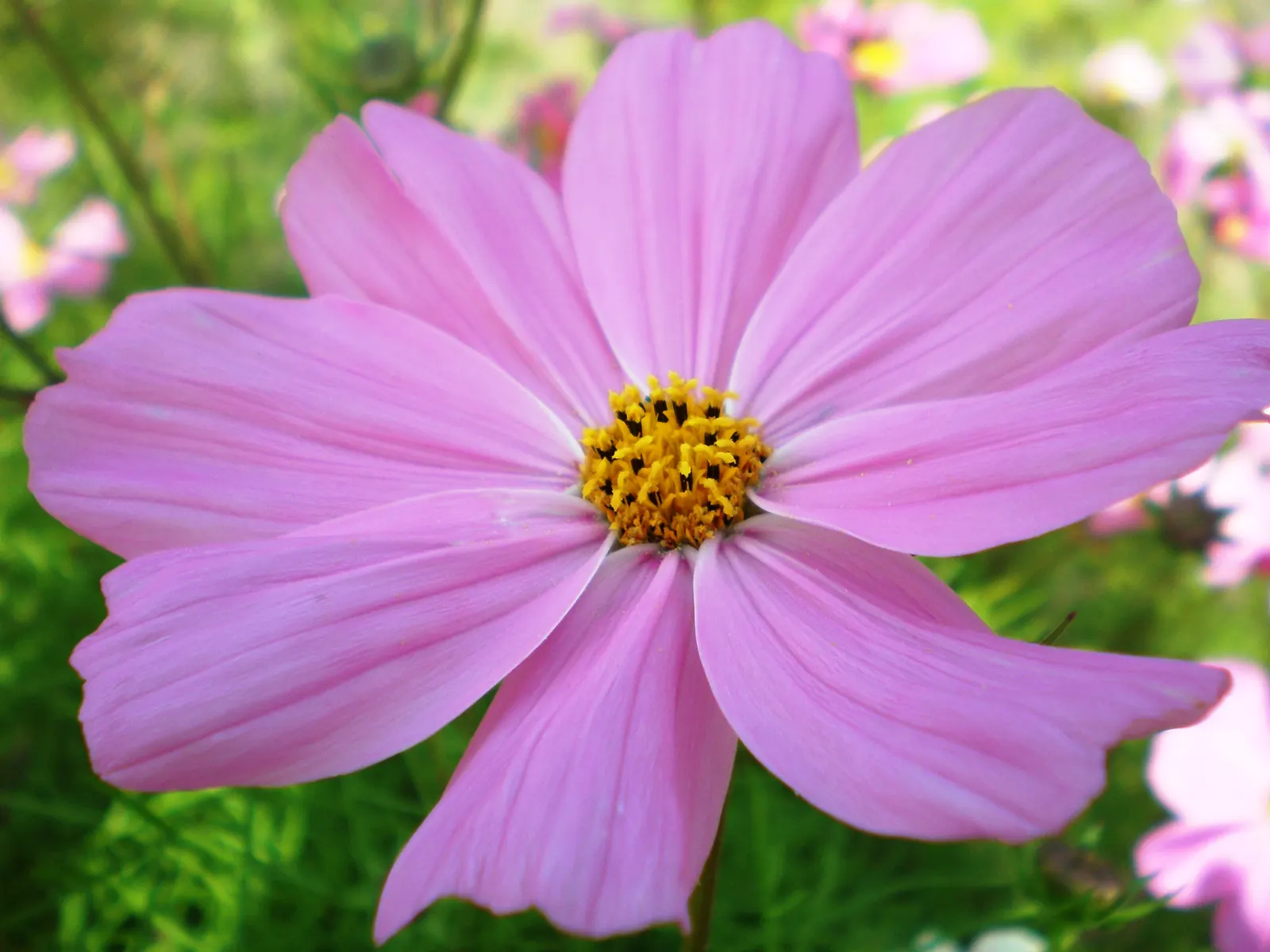 Annual Cosmos (Cosmos Bipinnatus) — and provides continual blooms from summer until frost; affectionately known as Cosmos bipinnatus, image 166