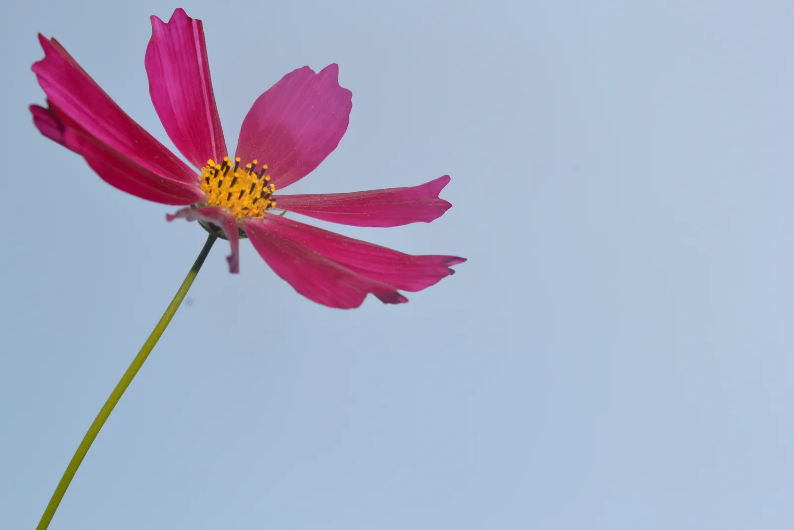 Annual Cosmos (Cosmos Bipinnatus) — affectionately known as Cosmos bipinnatus; creating a delicate backdrop for the daisy-like flowers, image 135